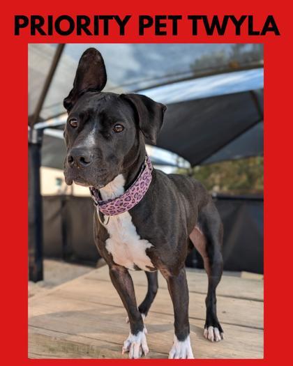 Twyla  `A PRIORITY PET`, Adoptable, Adult Female American Staffordshire Terrier & Mixed Breed.