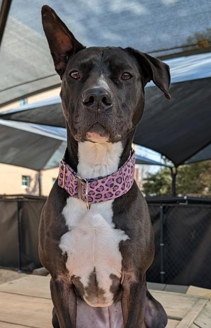 Twyla `A PRIORITY PET`, a Adoptable mixed breed in Columbia, SC image 2/3