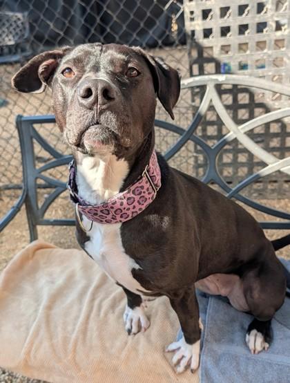 Twyla `A PRIORITY PET`, a Adoptable mixed breed in Columbia, SC image 3/3