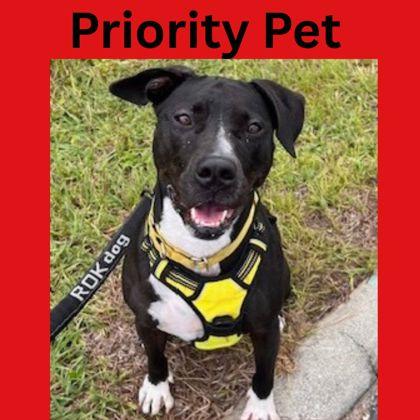 Twyla `A PRIORITY PET`, Adoptable, Adult Female American Staffordshire Terrier & Mixed Breed.