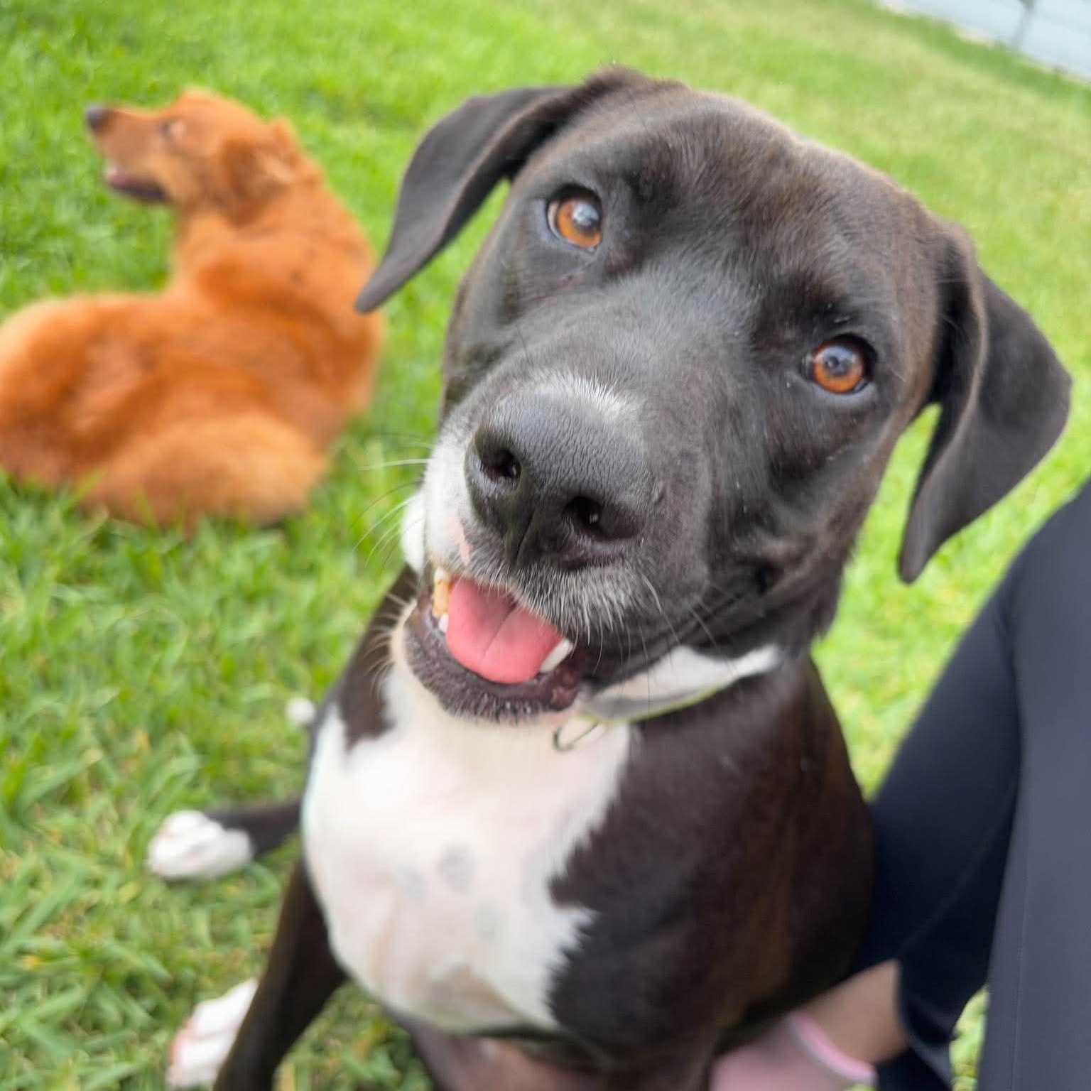 Snoops, Adoptable, Adult Male Terrier & Retriever.