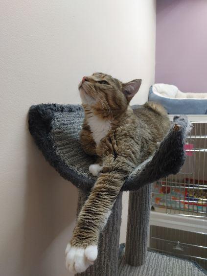 Hobbes, a ADOPTABLE Domestic Short Hair in wetaskiwin, AB image 5/5