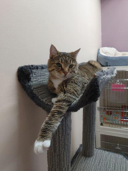 Hobbes, a ADOPTABLE Domestic Short Hair in wetaskiwin, AB image 1/5