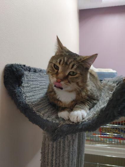 Hobbes, a ADOPTABLE Domestic Short Hair in wetaskiwin, AB image 3/5