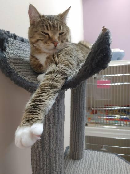 Hobbes, a ADOPTABLE Domestic Short Hair in wetaskiwin, AB image 4/5