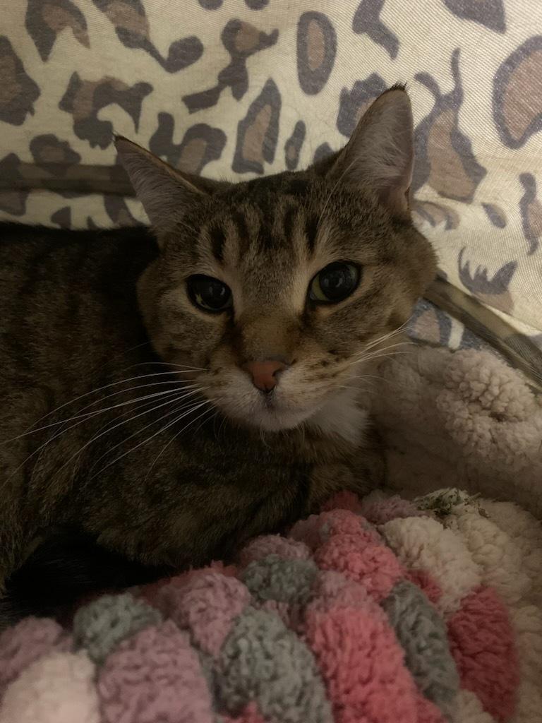 Hobbes, a ADOPTABLE Domestic Short Hair in wetaskiwin, AB image 2/5