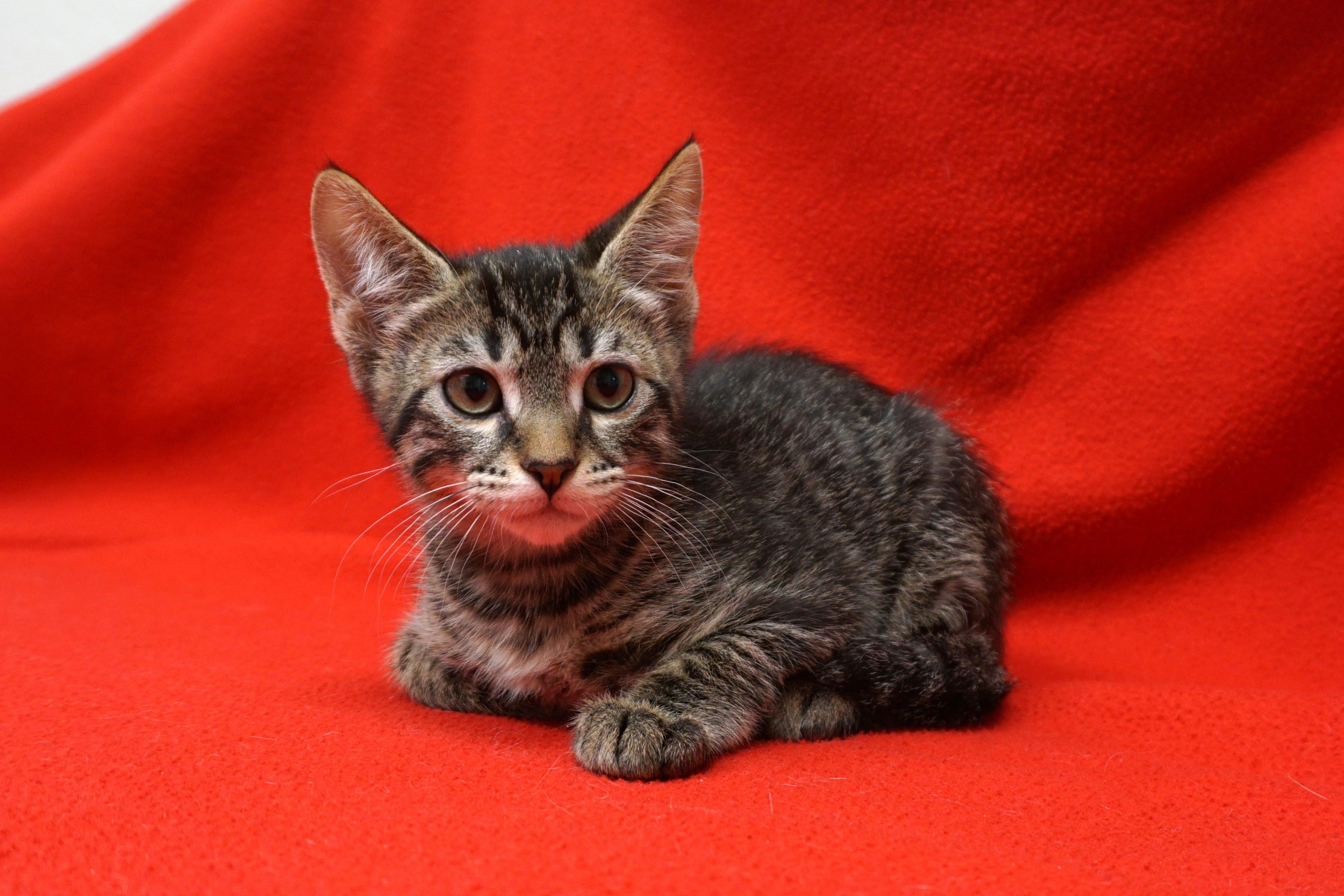 Enlarge Drummer Boy, a ADOPTABLE Domestic Short Hair in Fountain Hills, AZ image 2/4