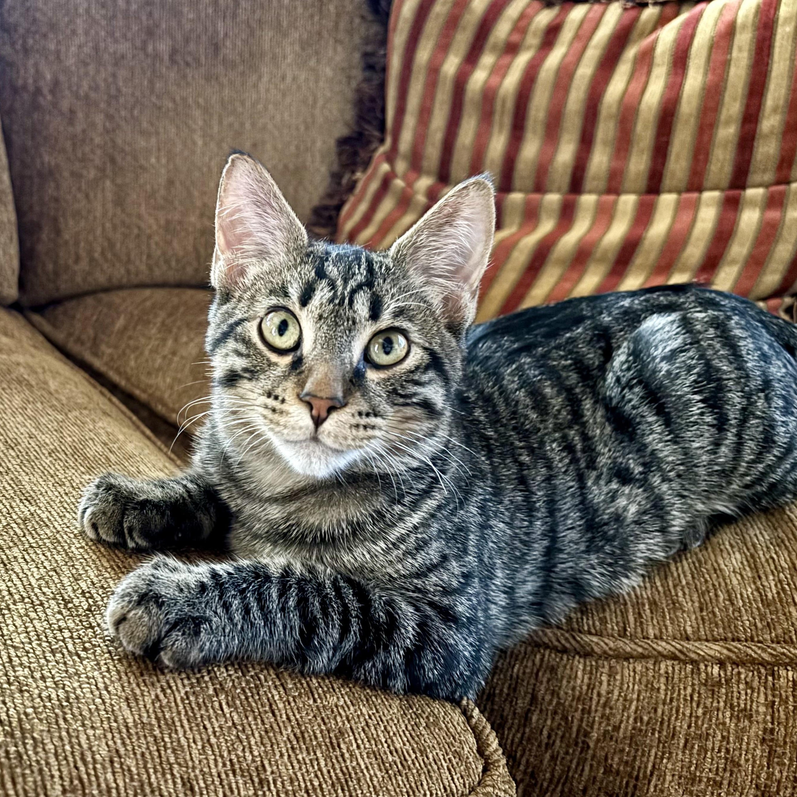 Enlarge Drummer Boy, a ADOPTABLE Domestic Short Hair in Fountain Hills, AZ image 1/5