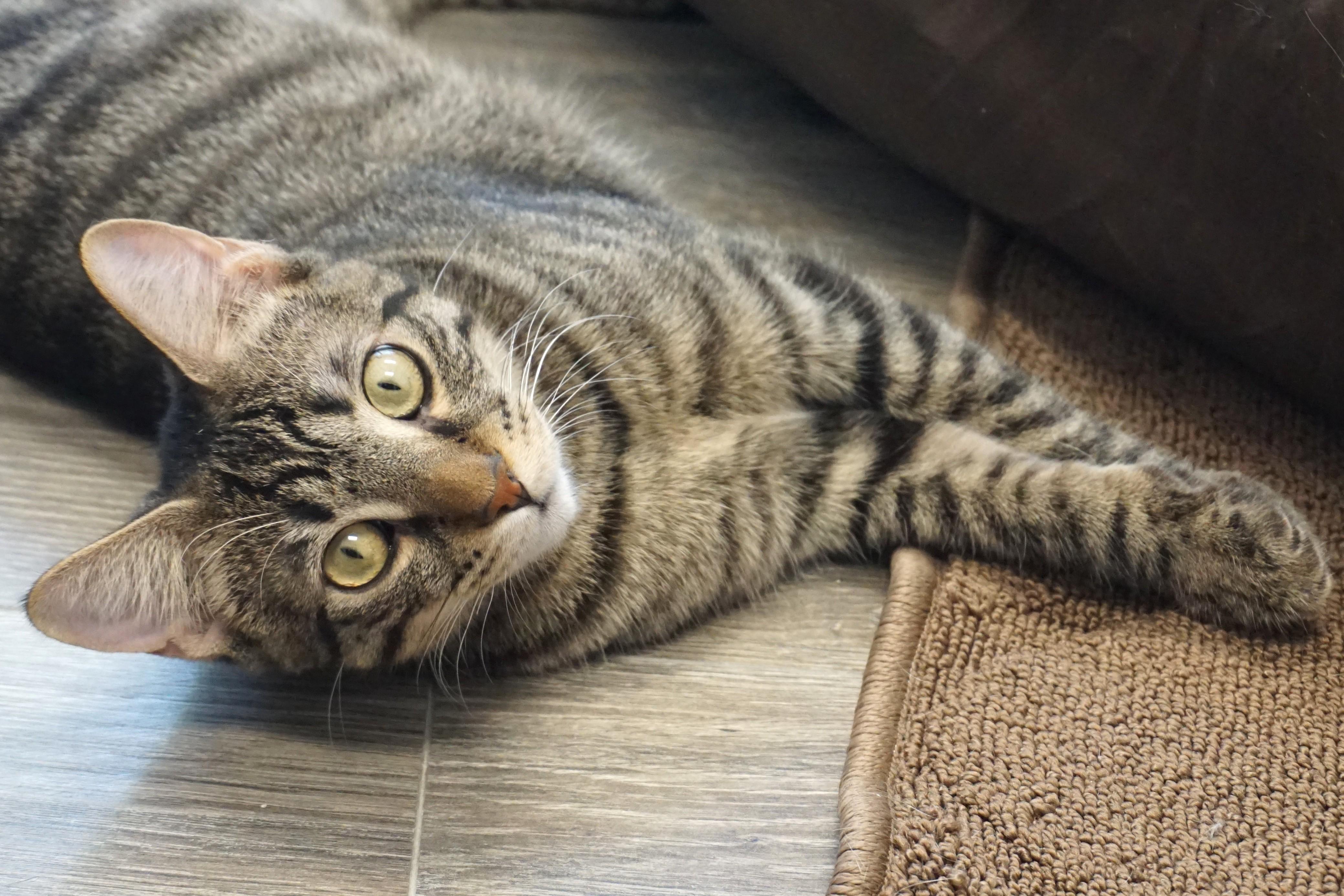 Enlarge Drummer Boy, an adoptable Domestic Short Hair in Fountain Hills, AZ image 6/6