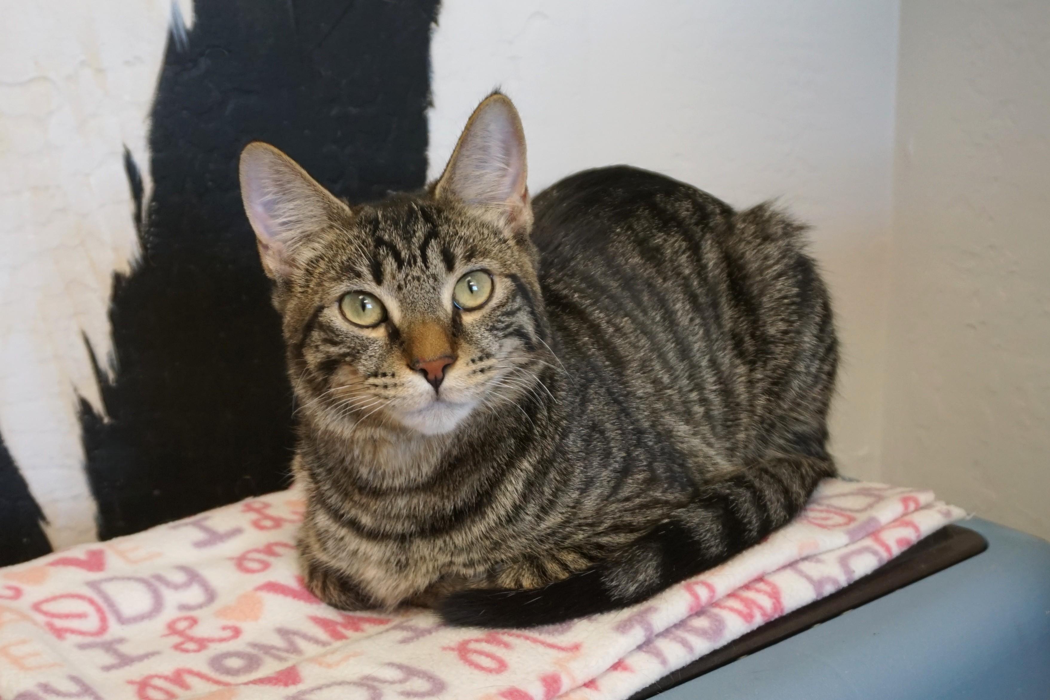 Enlarge Drummer Boy, an adoptable Domestic Short Hair in Fountain Hills, AZ image 2/6
