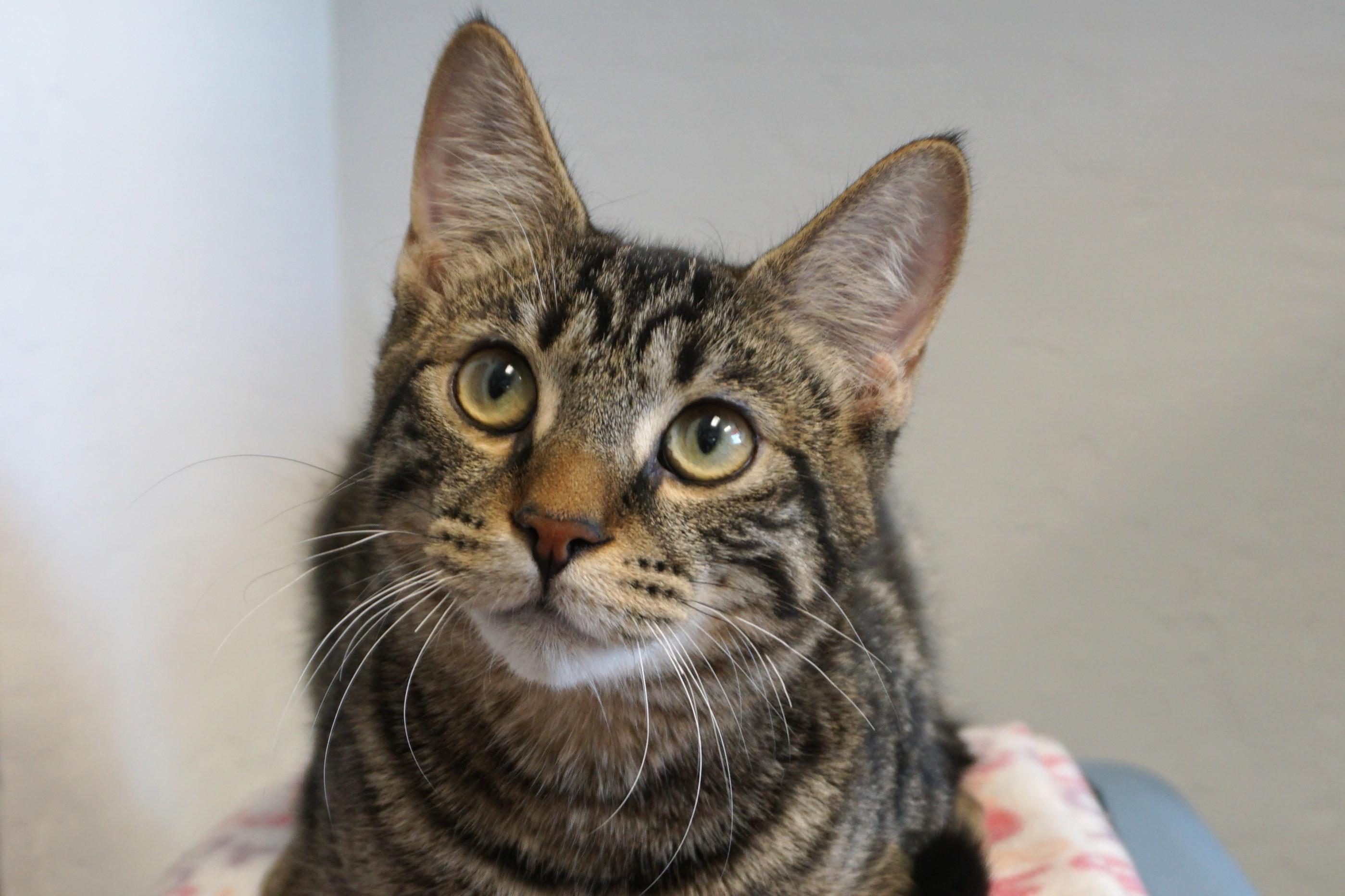 Enlarge Drummer Boy, an adoptable Domestic Short Hair in Fountain Hills, AZ image 4/6