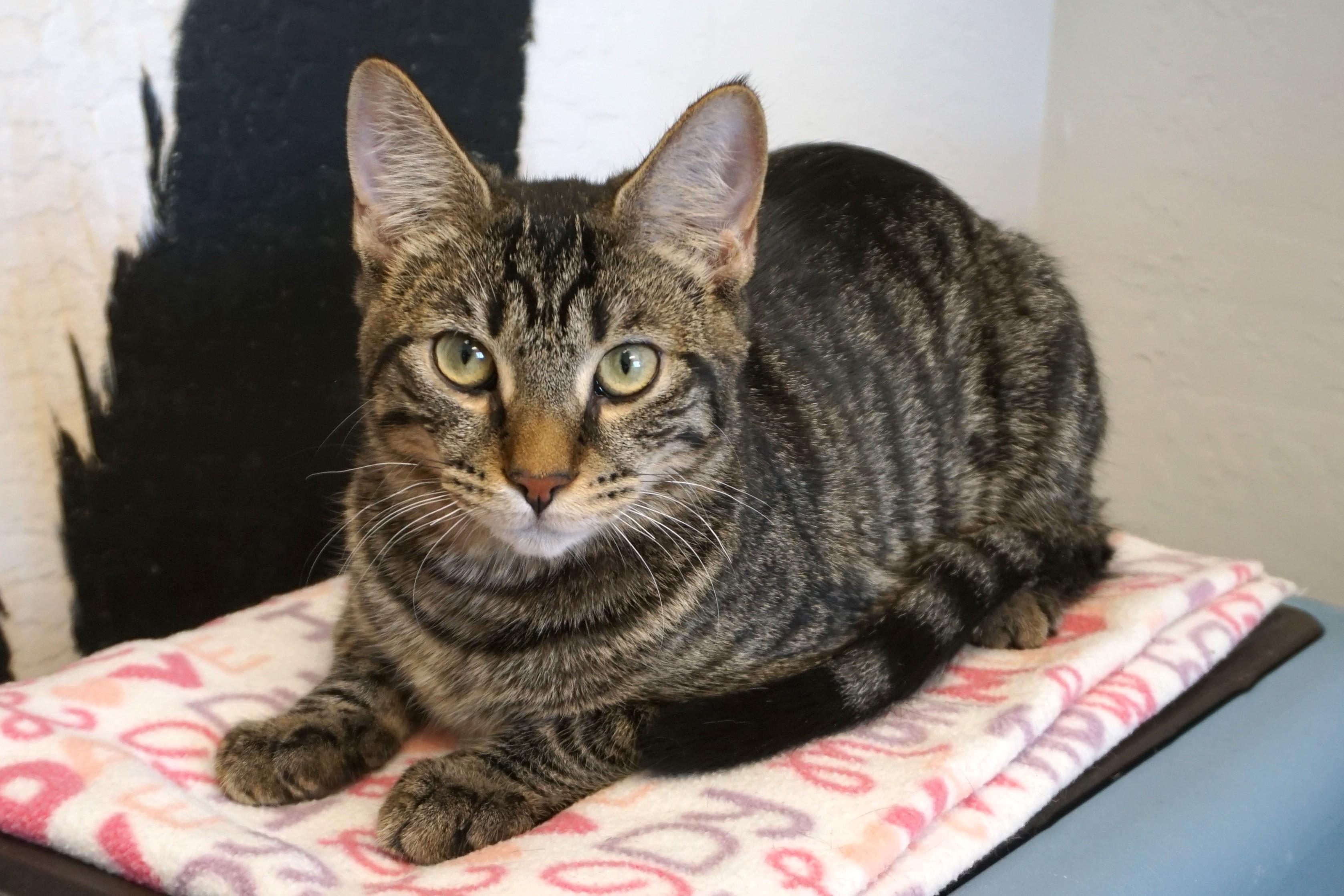 Enlarge Drummer Boy, an adoptable Domestic Short Hair in Fountain Hills, AZ image 3/6