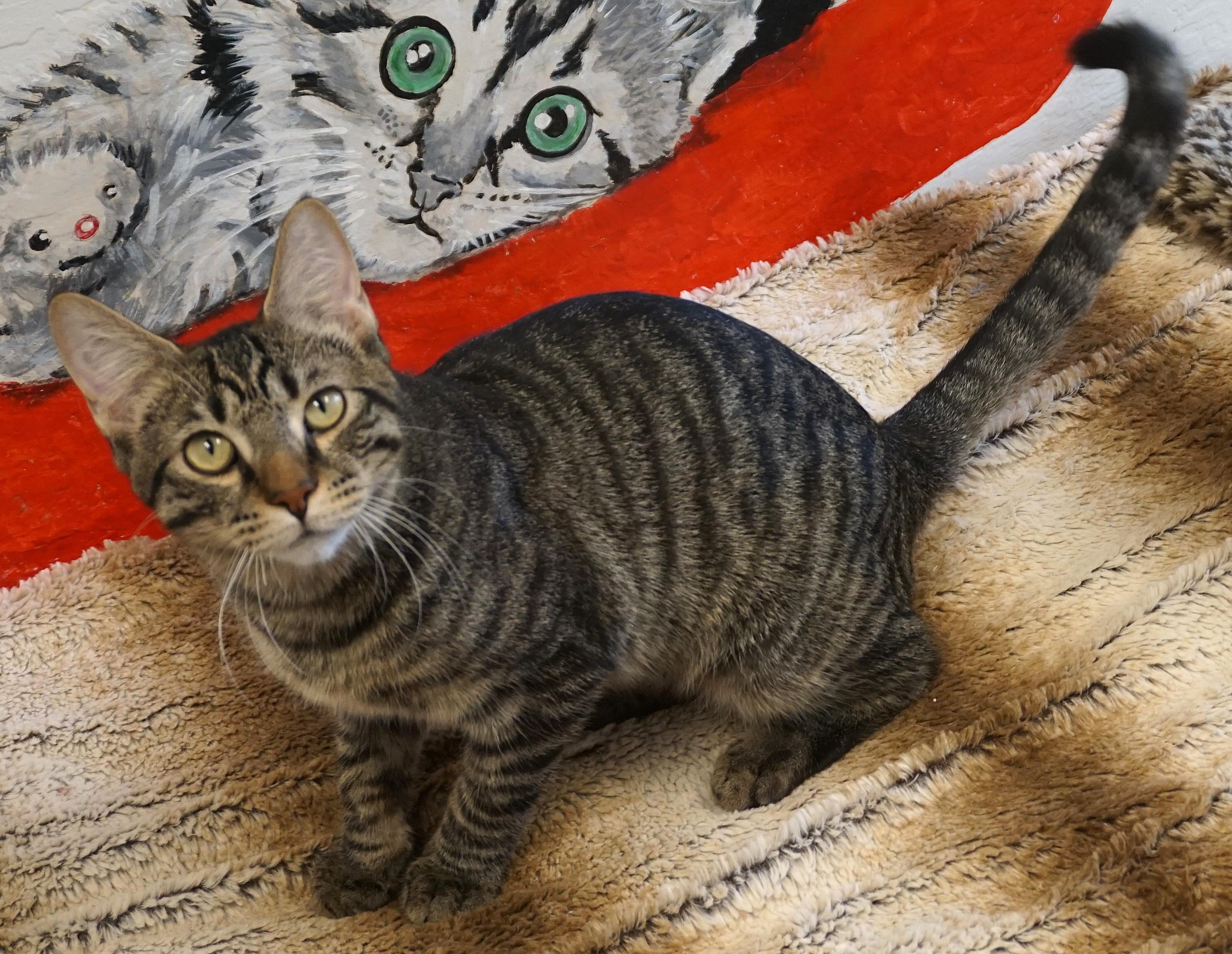 Enlarge Drummer Boy, an adoptable Domestic Short Hair in Fountain Hills, AZ image 3/6