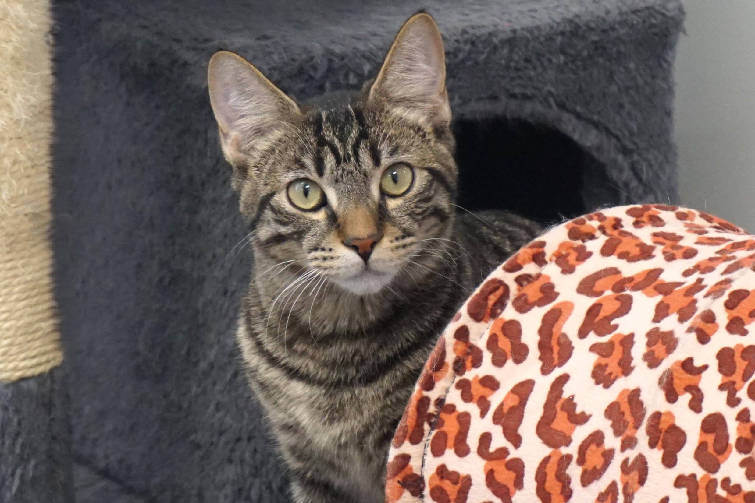 Enlarge Drummer Boy, an adoptable Domestic Short Hair in Fountain Hills, AZ image 1/6