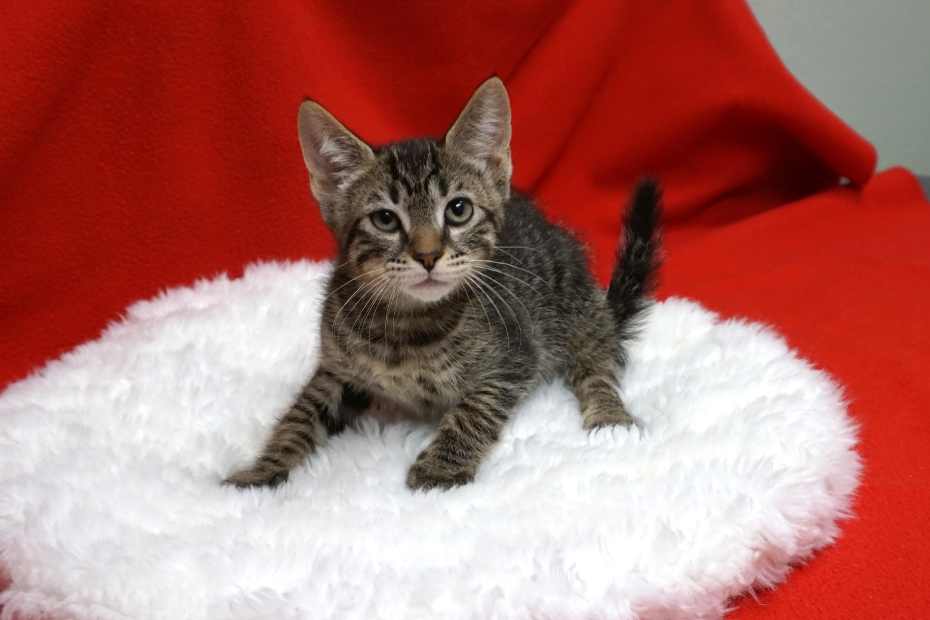 Enlarge Drummer Boy, a ADOPTABLE Domestic Short Hair in Fountain Hills, AZ image 1/4