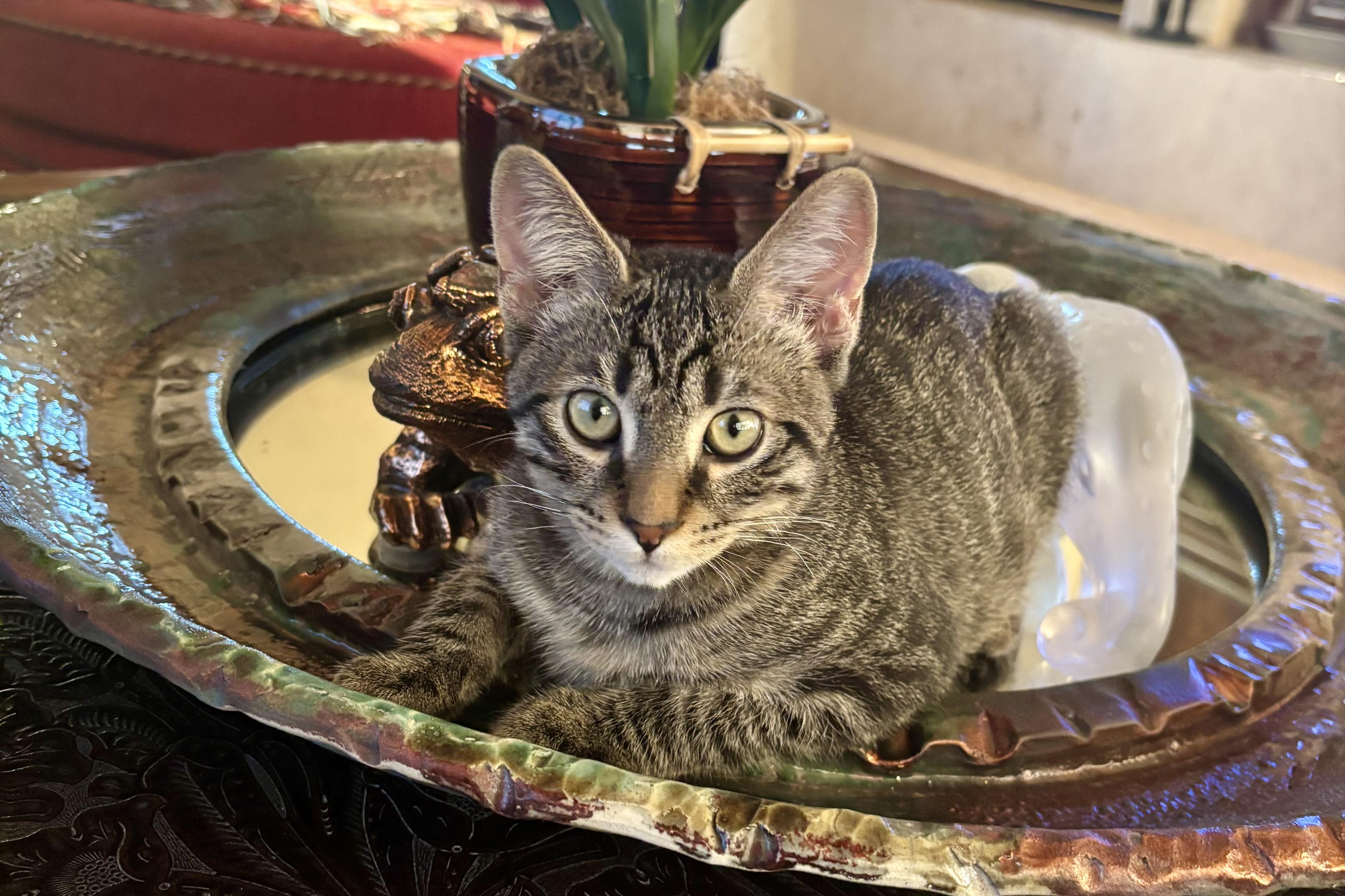 Enlarge Drummer Boy, a ADOPTABLE Domestic Short Hair in Fountain Hills, AZ image 1/5