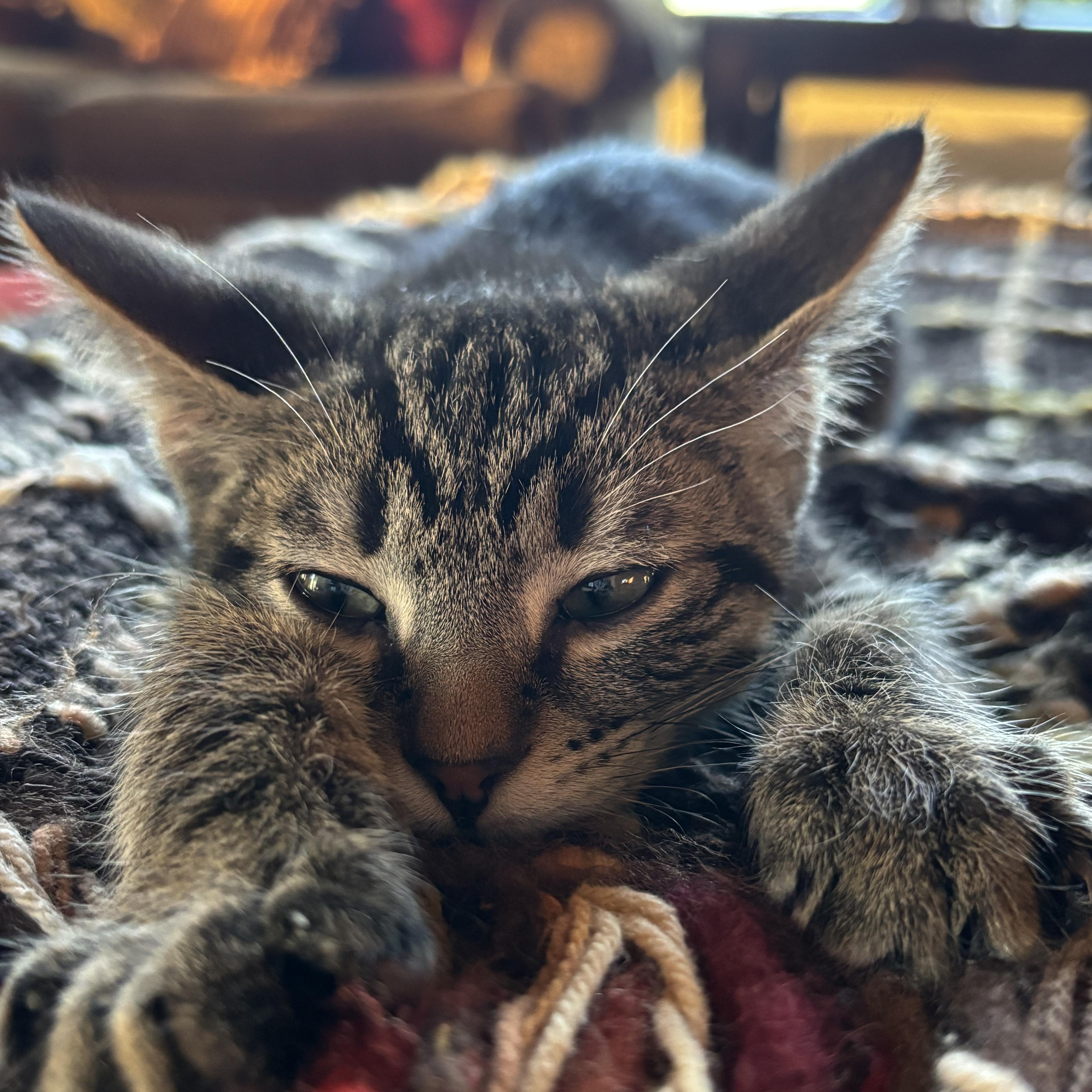 Enlarge Drummer Boy, a ADOPTABLE Domestic Short Hair in Fountain Hills, AZ image 4/4