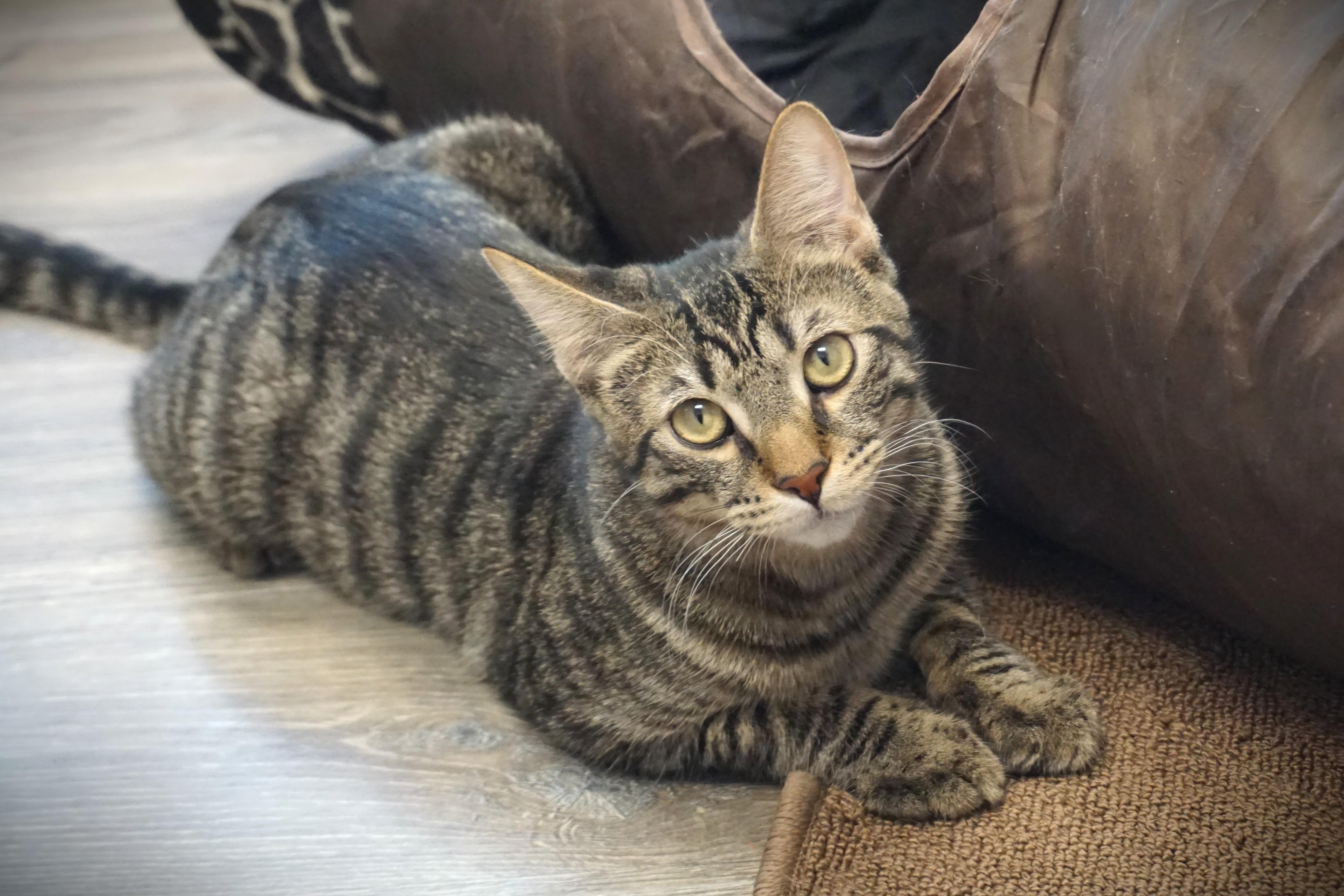 Drummer Boy, adoptable, Young Male Domestic Short Hair.