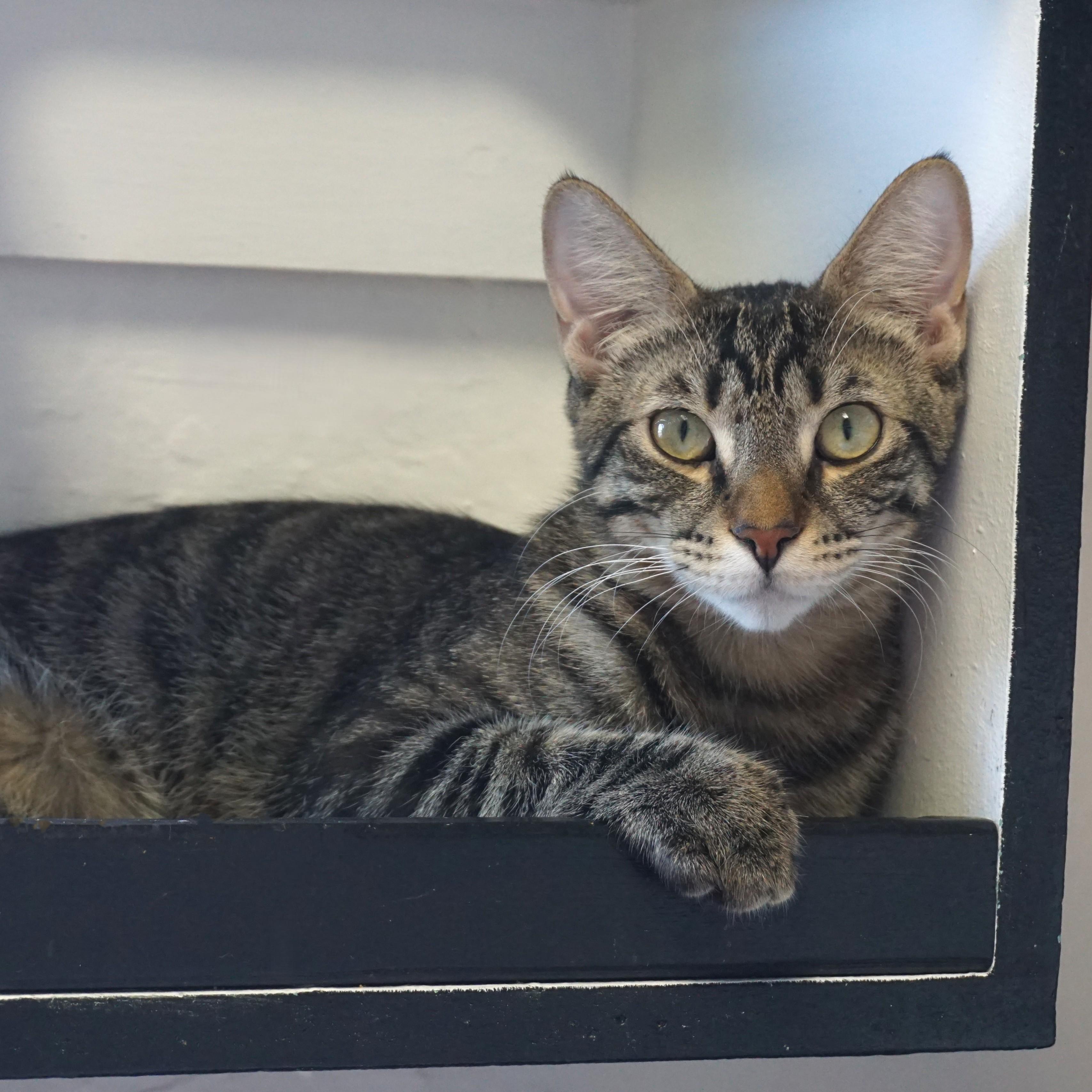 Drummer Boy, adoptable, Young Male Domestic Short Hair.