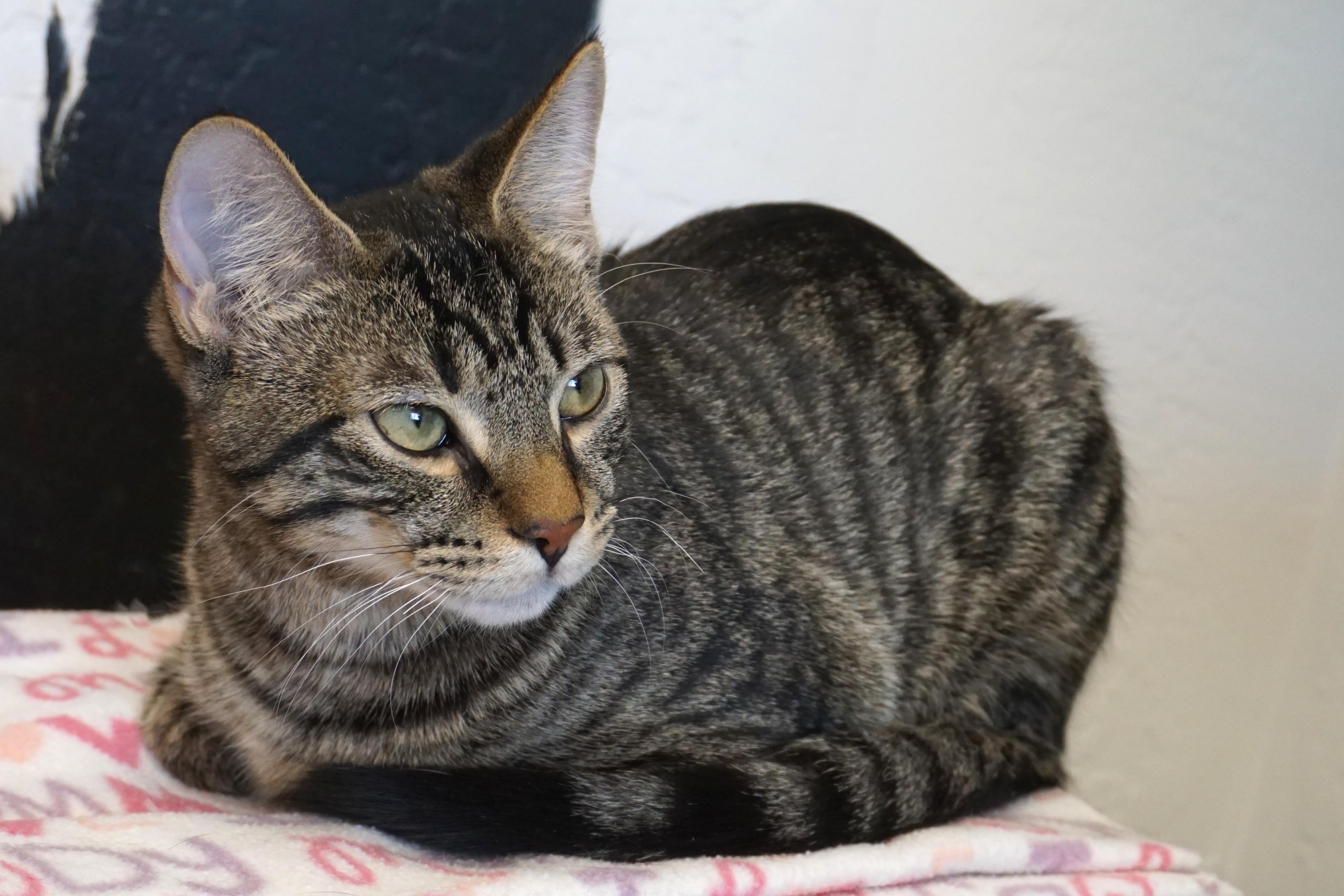 Enlarge Drummer Boy, an adoptable Domestic Short Hair in Fountain Hills, AZ image 5/6