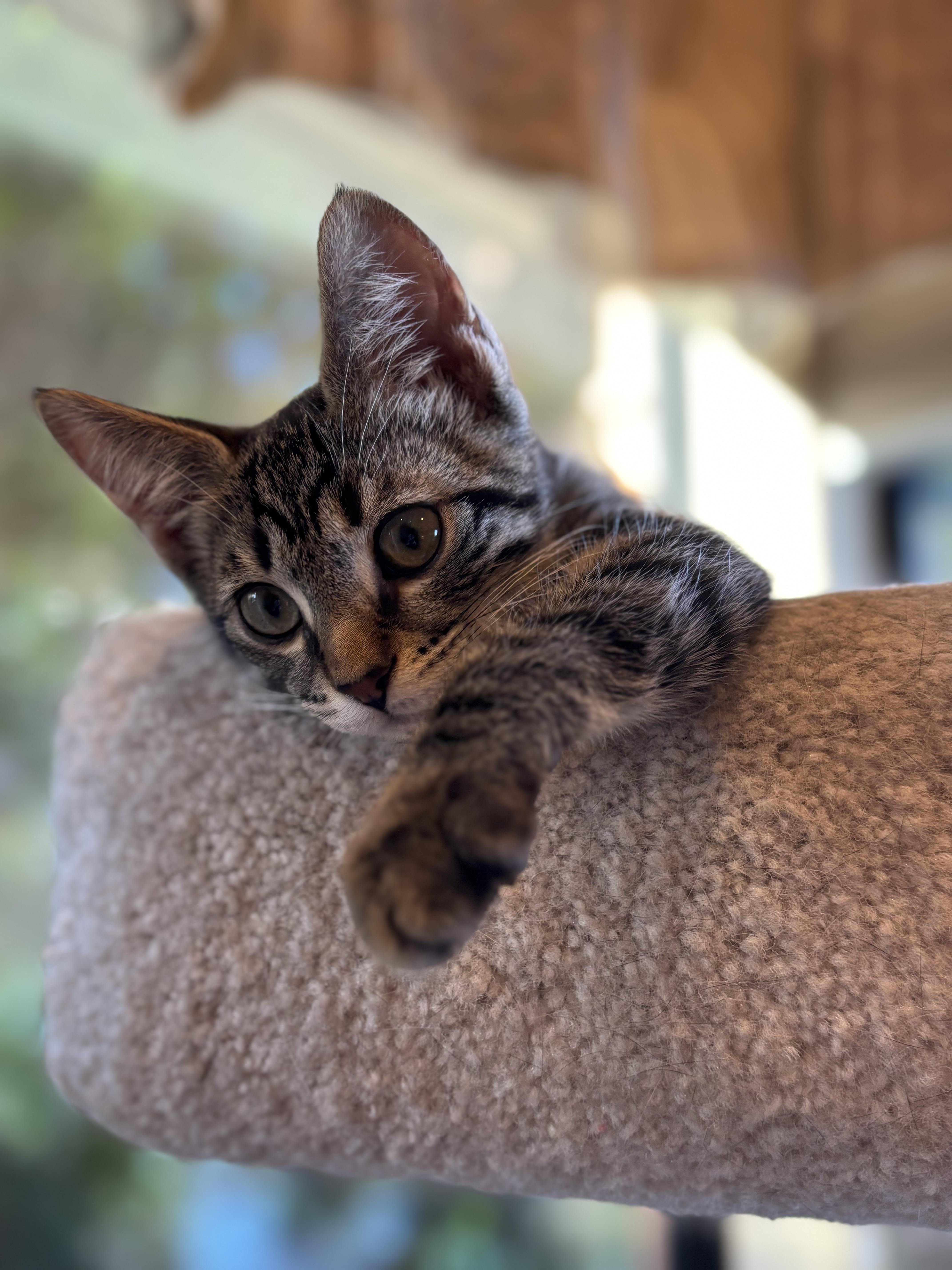 Enlarge Drummer Boy, a ADOPTABLE Domestic Short Hair in Fountain Hills, AZ image 3/4