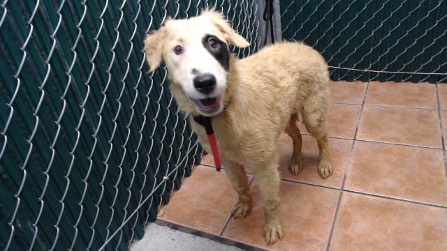 BABY, Adoptable, Young Female Terrier & Mixed Breed.