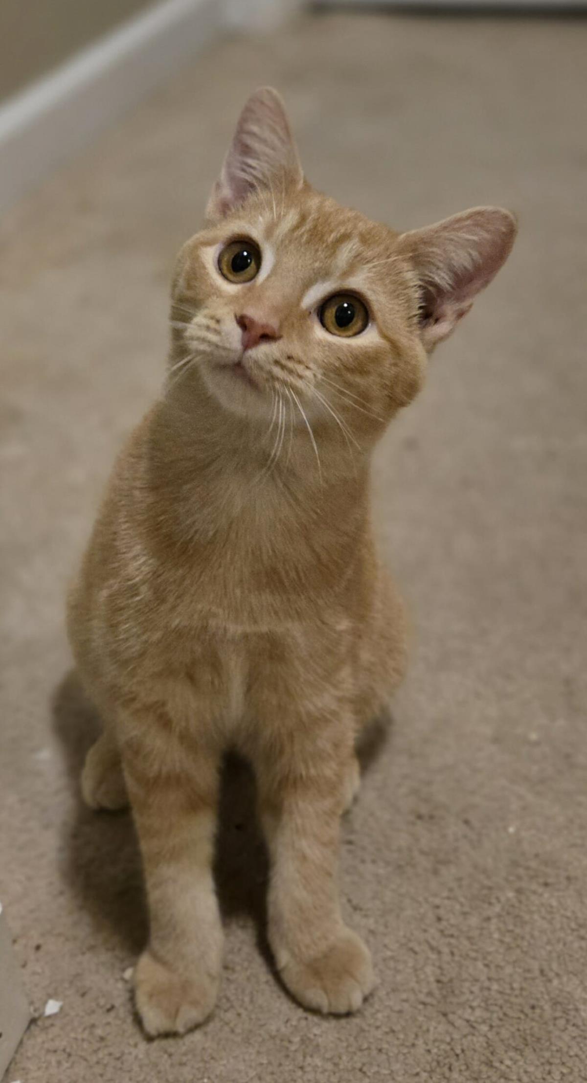 Melina, Adoptable, Kitten Female Domestic Short Hair.