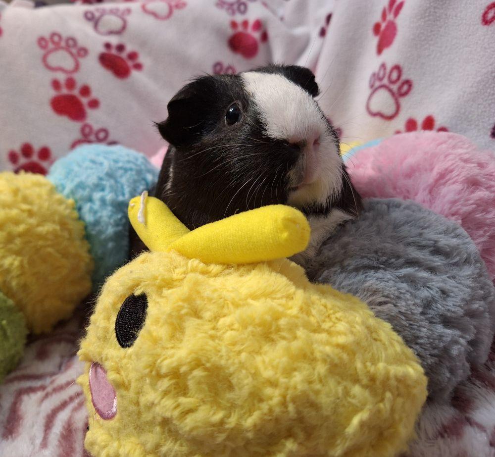 Bambina, Adoptable, Baby Female Guinea Pig & Guinea Pig.