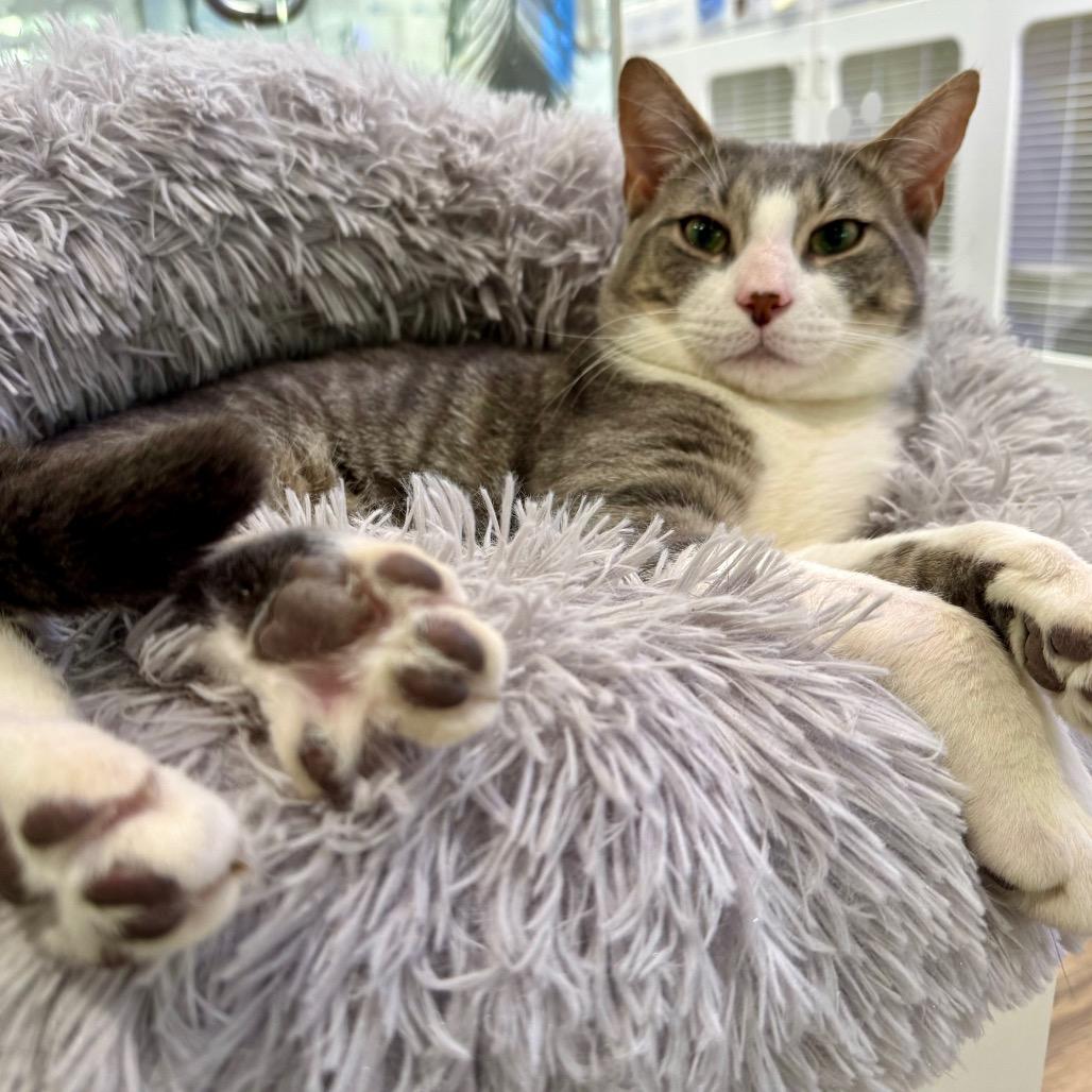 Enlarge Mr. Smith, a Adoptable Domestic Short Hair in Wantagh, NY image 6/6