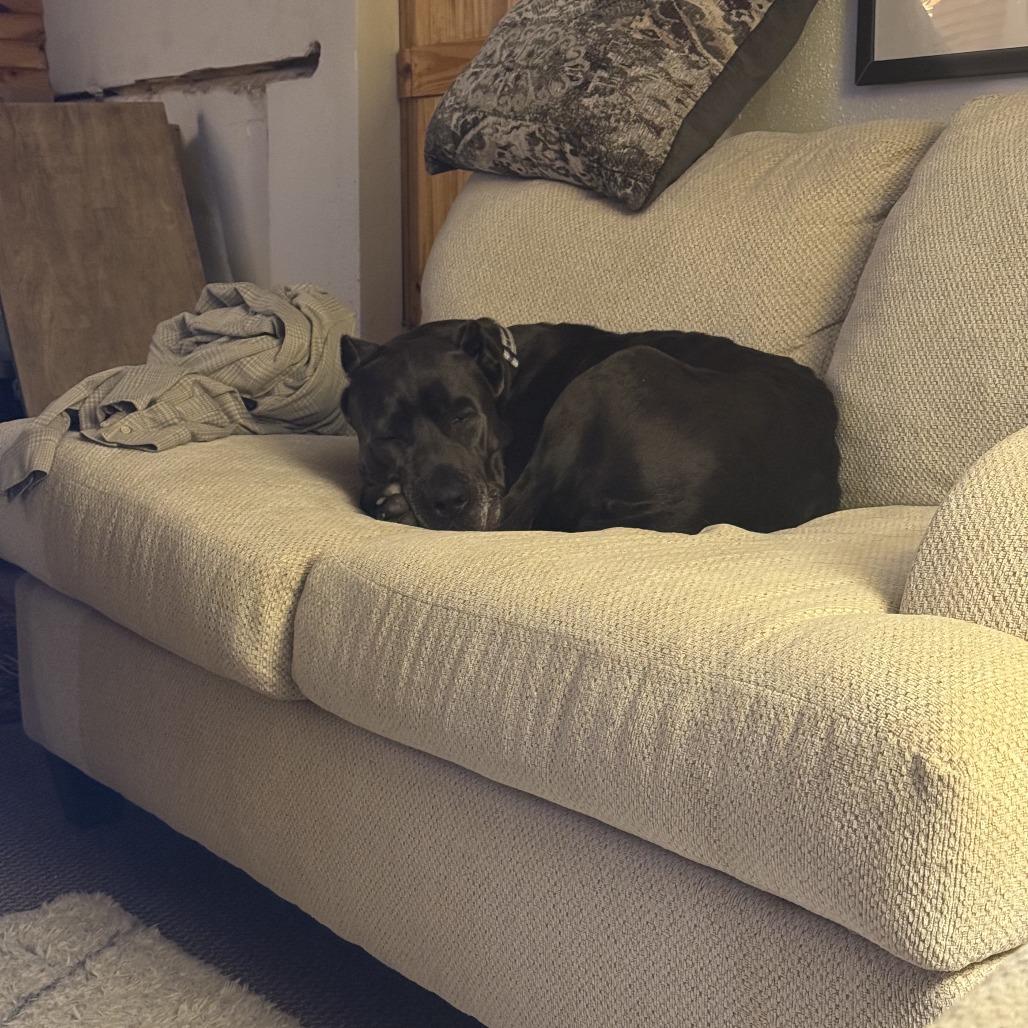 Joan Marjorie, Adoptable, Adult Female Cane Corso & Mixed Breed.