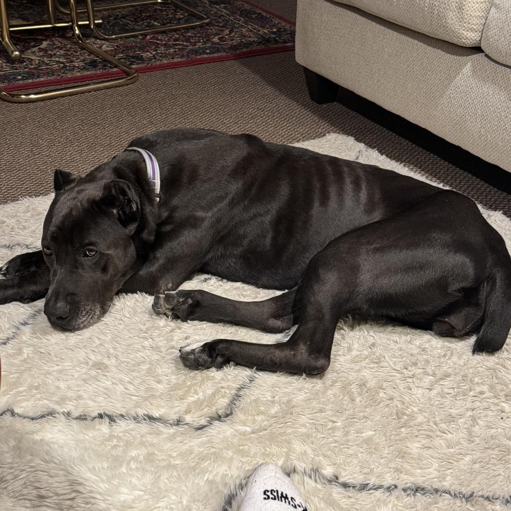Enlarge Joan Marjorie, a Adoptable mixed breed in St. Peters, MO image 2/6