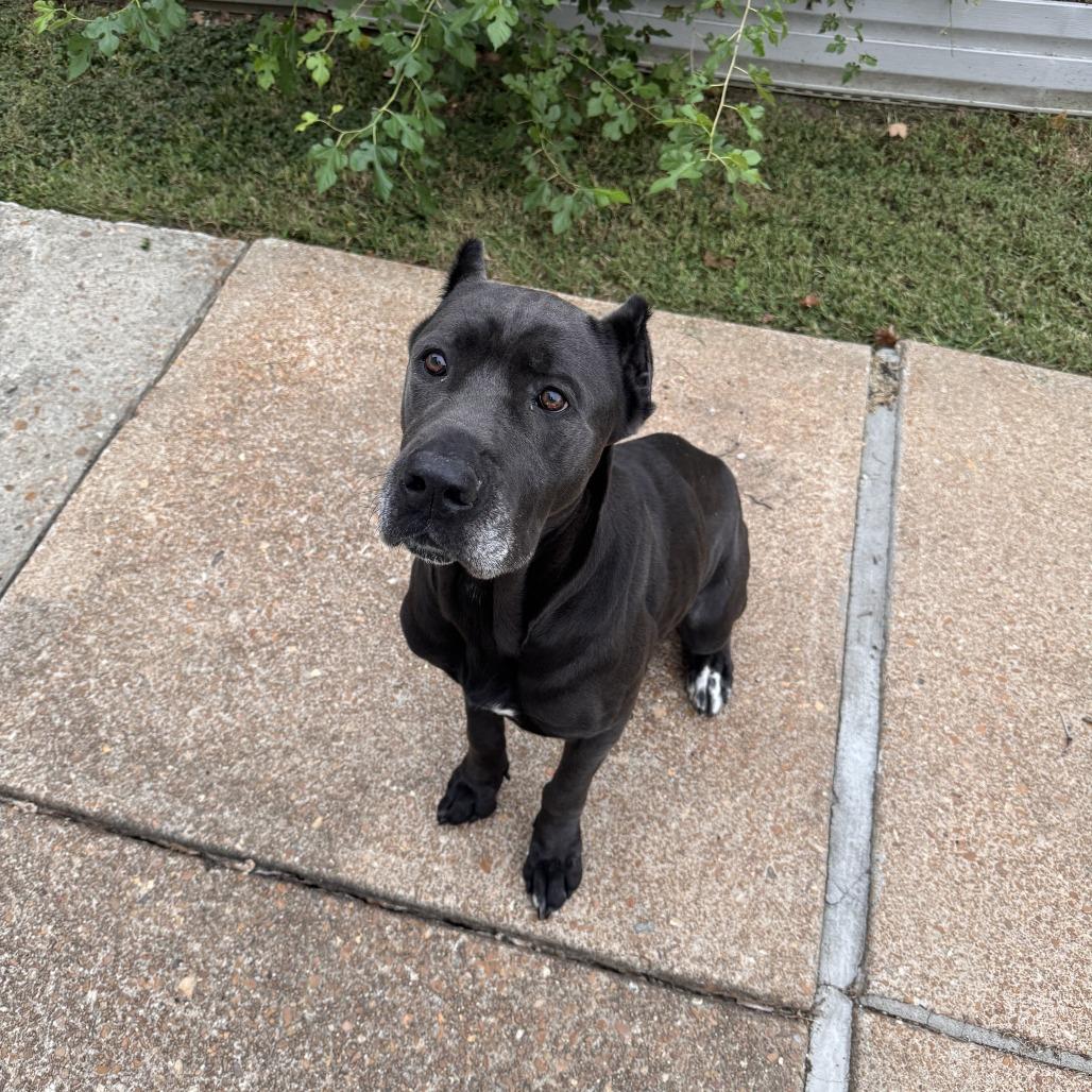 Enlarge Joan Marjorie, a Adoptable mixed breed in St. Peters, MO image 3/6