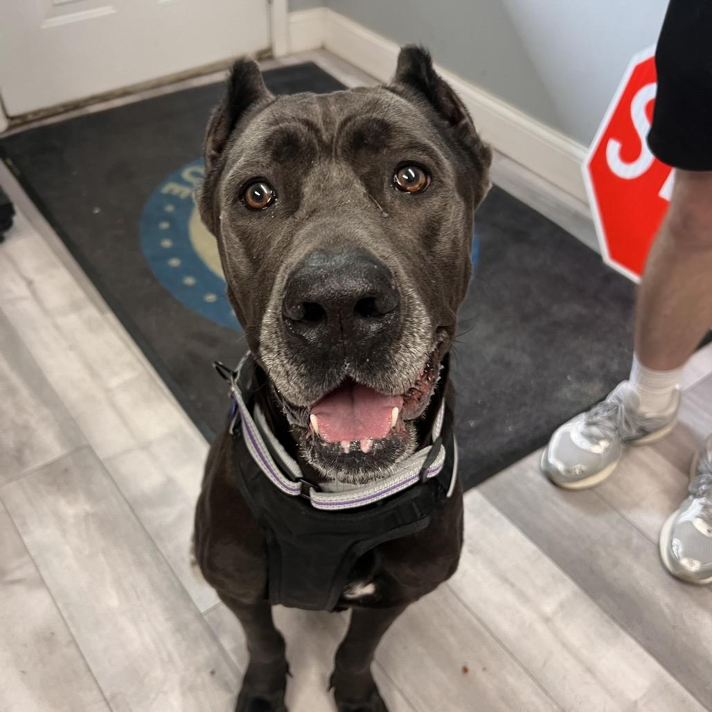 Enlarge Joan Marjorie, a Adoptable mixed breed in St. Peters, MO image 4/6