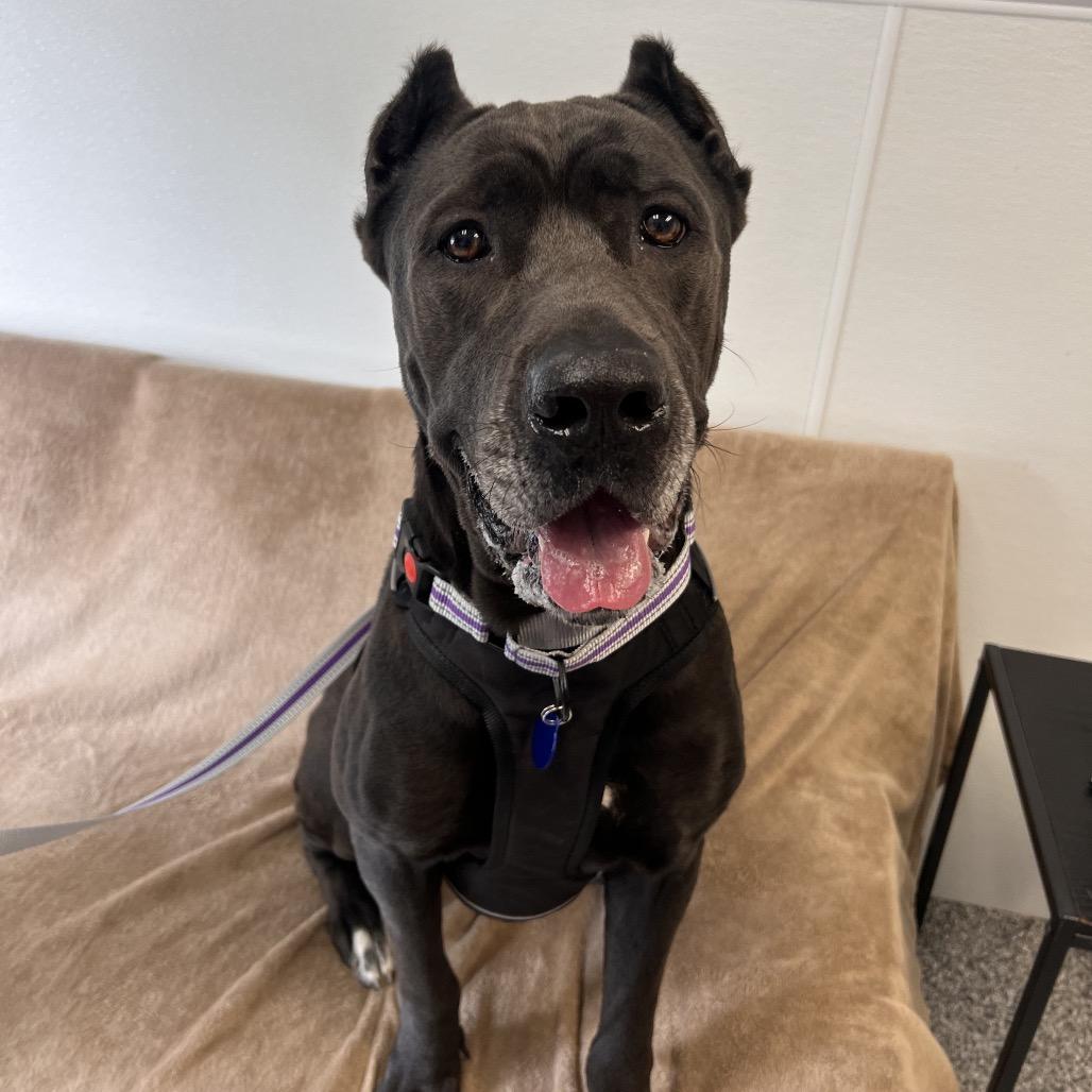 Enlarge Joan Marjorie, a Adoptable mixed breed in St. Peters, MO image 5/6