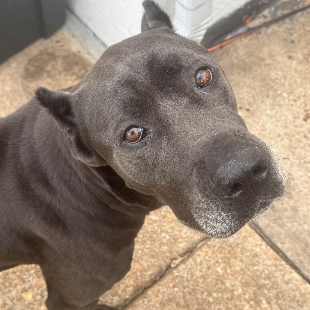 Enlarge Joan Marjorie, a Adoptable mixed breed in St. Peters, MO image 6/6