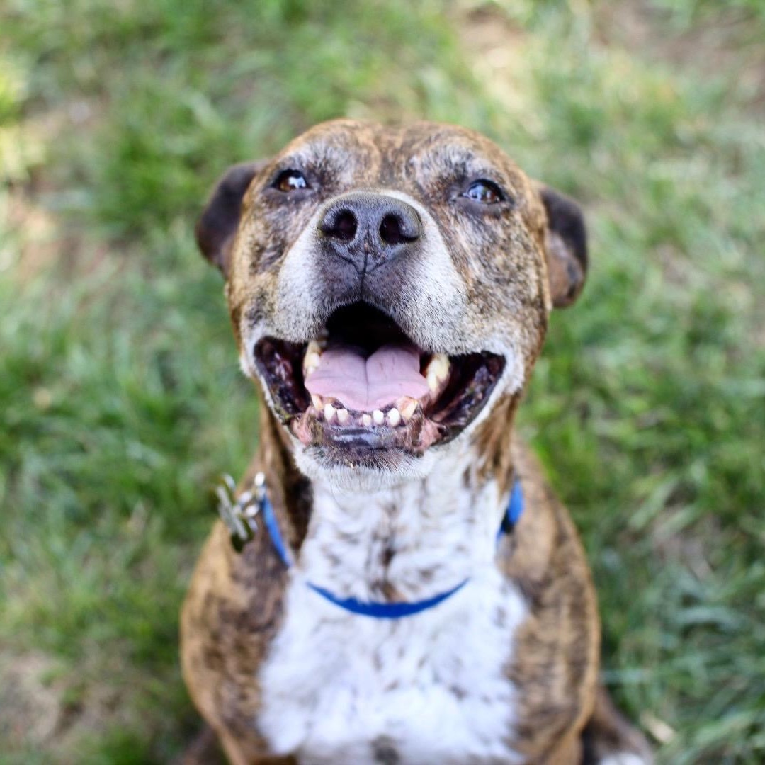 Bernie, adoptable, Adult Male Mixed Breed.