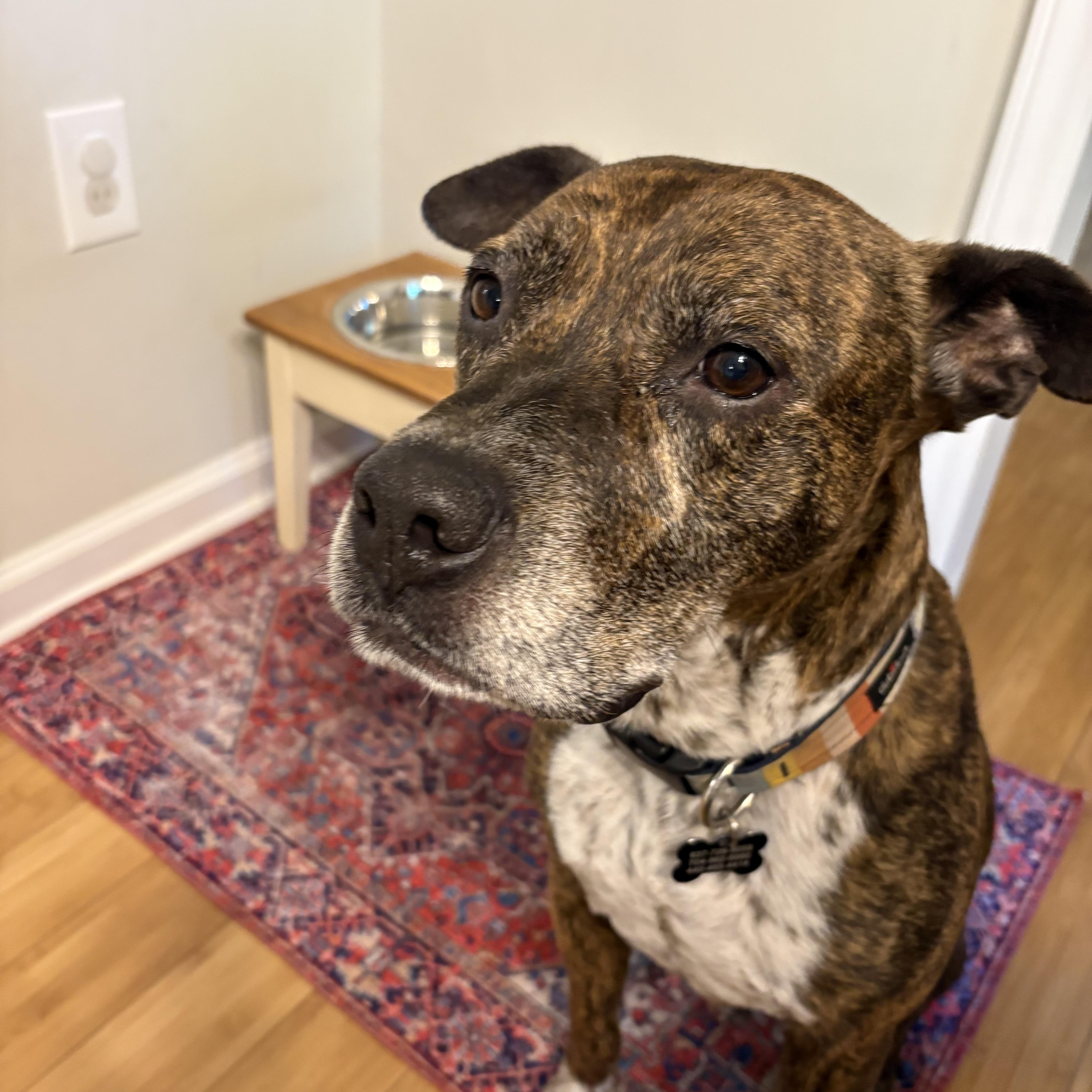 Enlarge Bernie, an adoptable Mixed Breed in Charlotte, NC image 5/6
