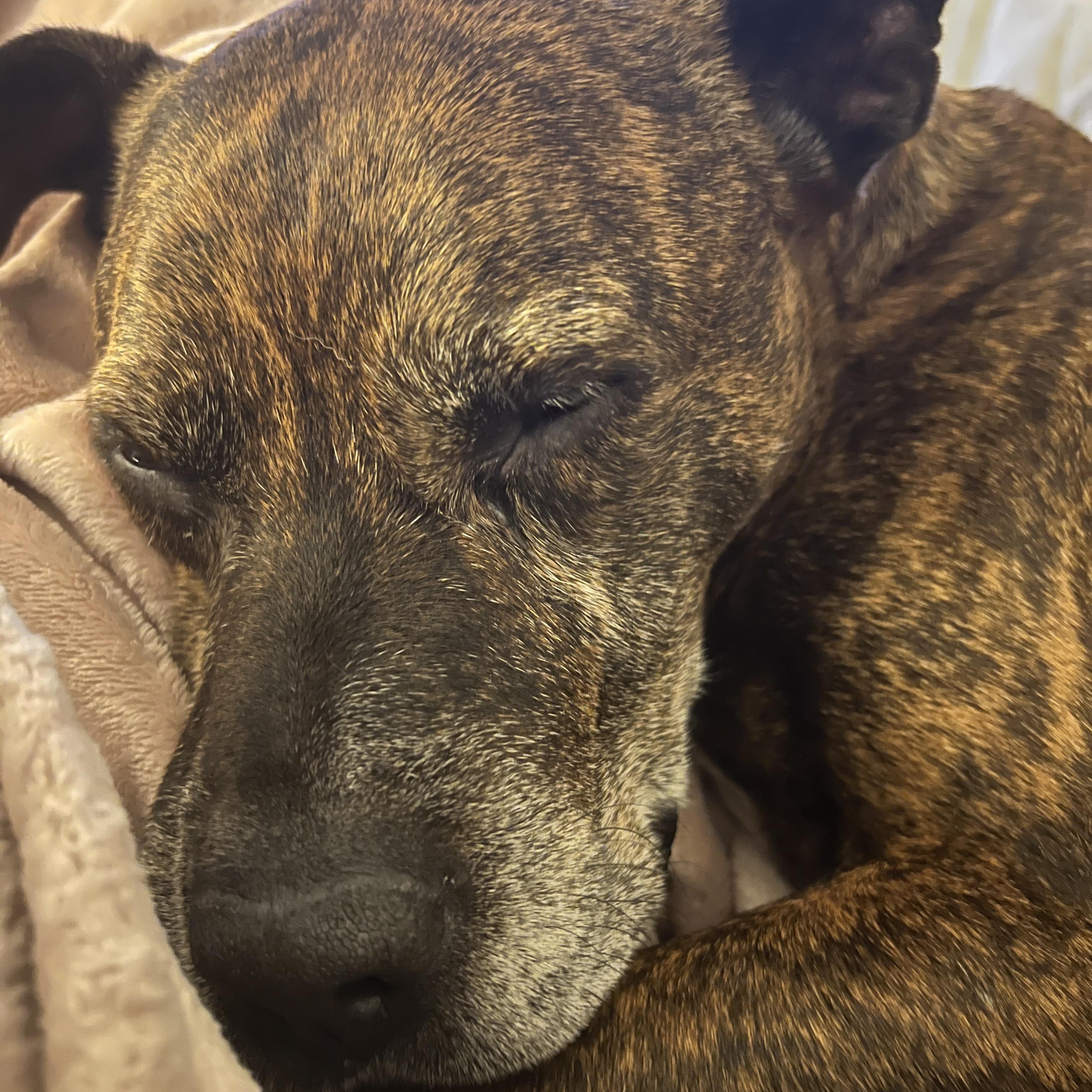 Enlarge Bernie, an adoptable Mixed Breed in Charlotte, NC image 4/6
