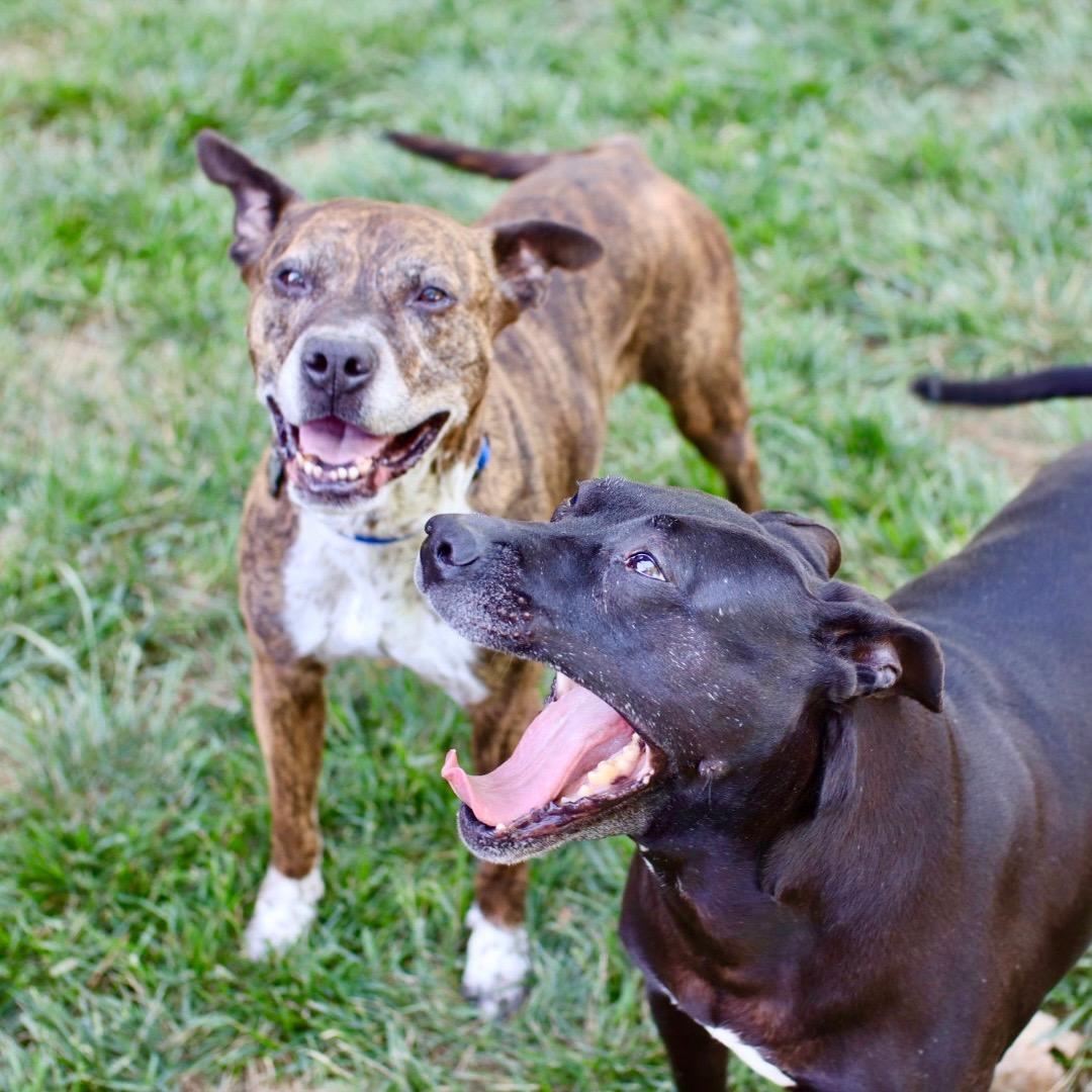 Enlarge Bernie, an adoptable Mixed Breed in Charlotte, NC image 6/6