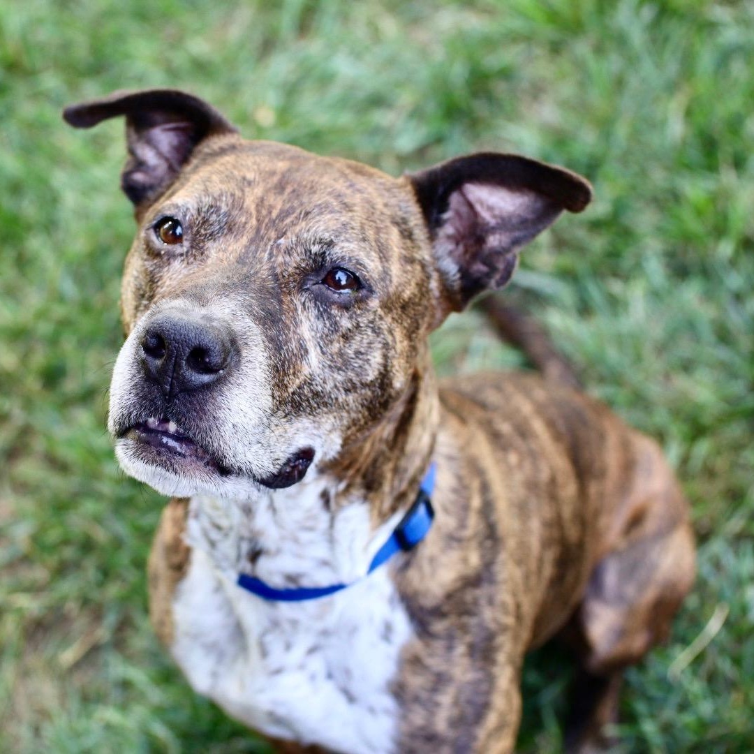 Enlarge Bernie, an adoptable Mixed Breed in Charlotte, NC image 3/6