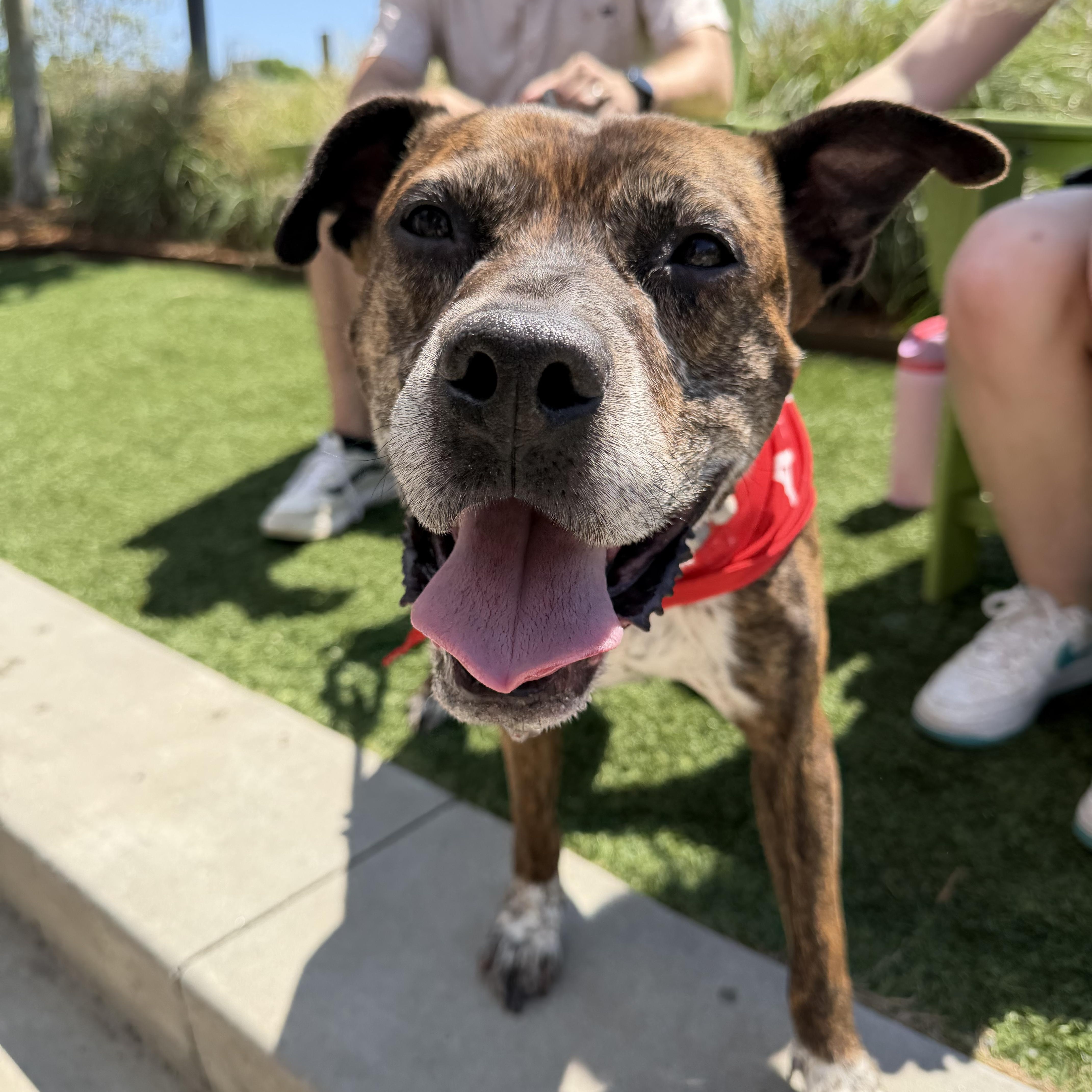 Enlarge Bernie, an adoptable Mixed Breed in Charlotte, NC image 2/6