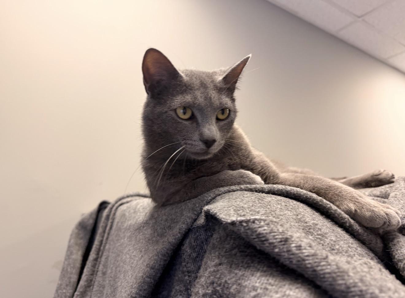 Enlarge Ziggy, an adopted mixed breed in Batesville, AR image 3/3