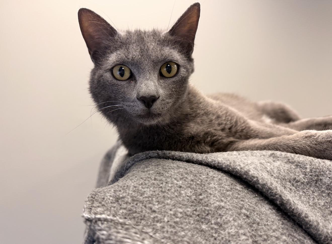 Enlarge Ziggy, an adopted mixed breed in Batesville, AR image 2/3