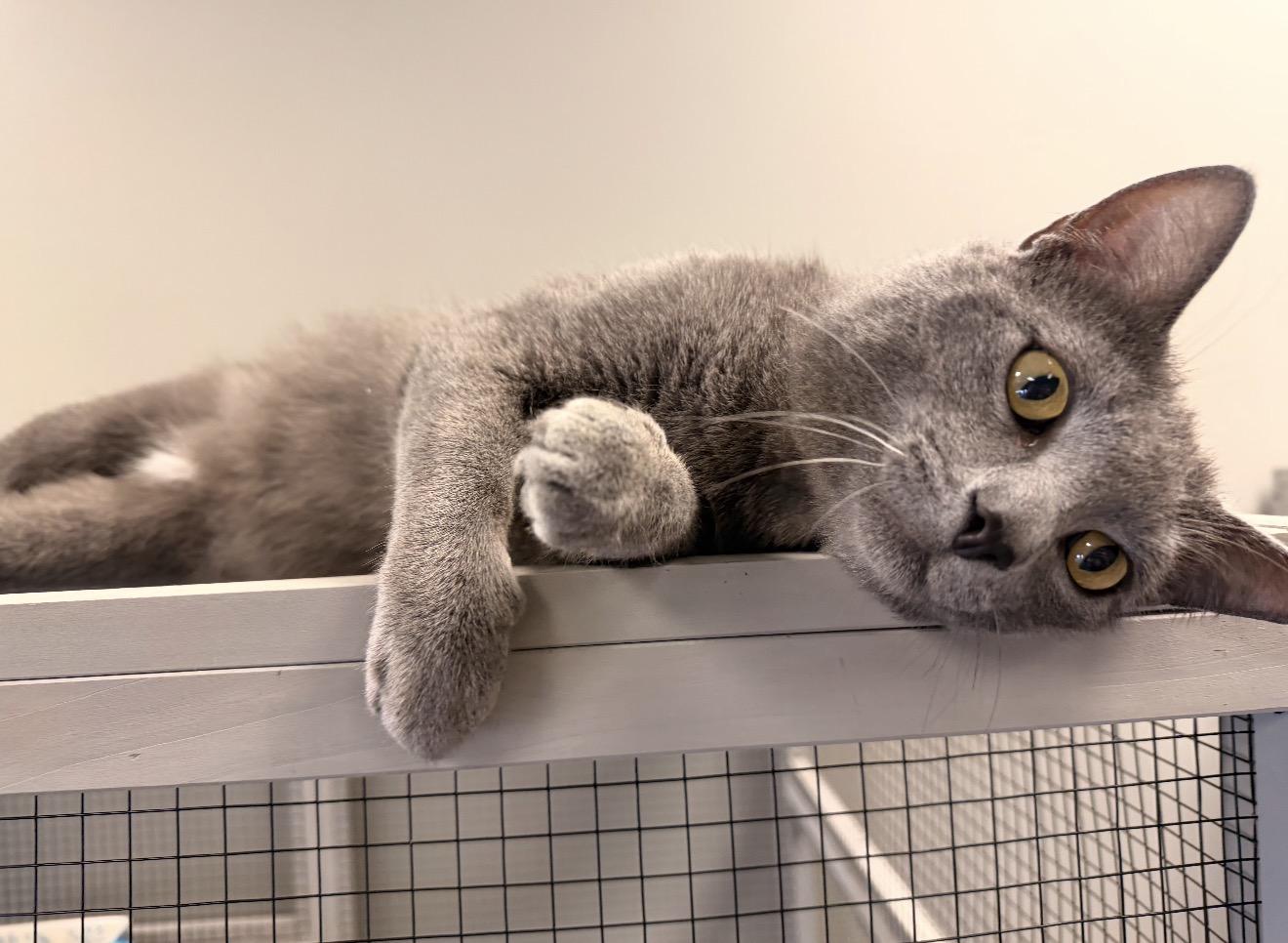 Ziggy, adopted, Young Male Domestic Short Hair.