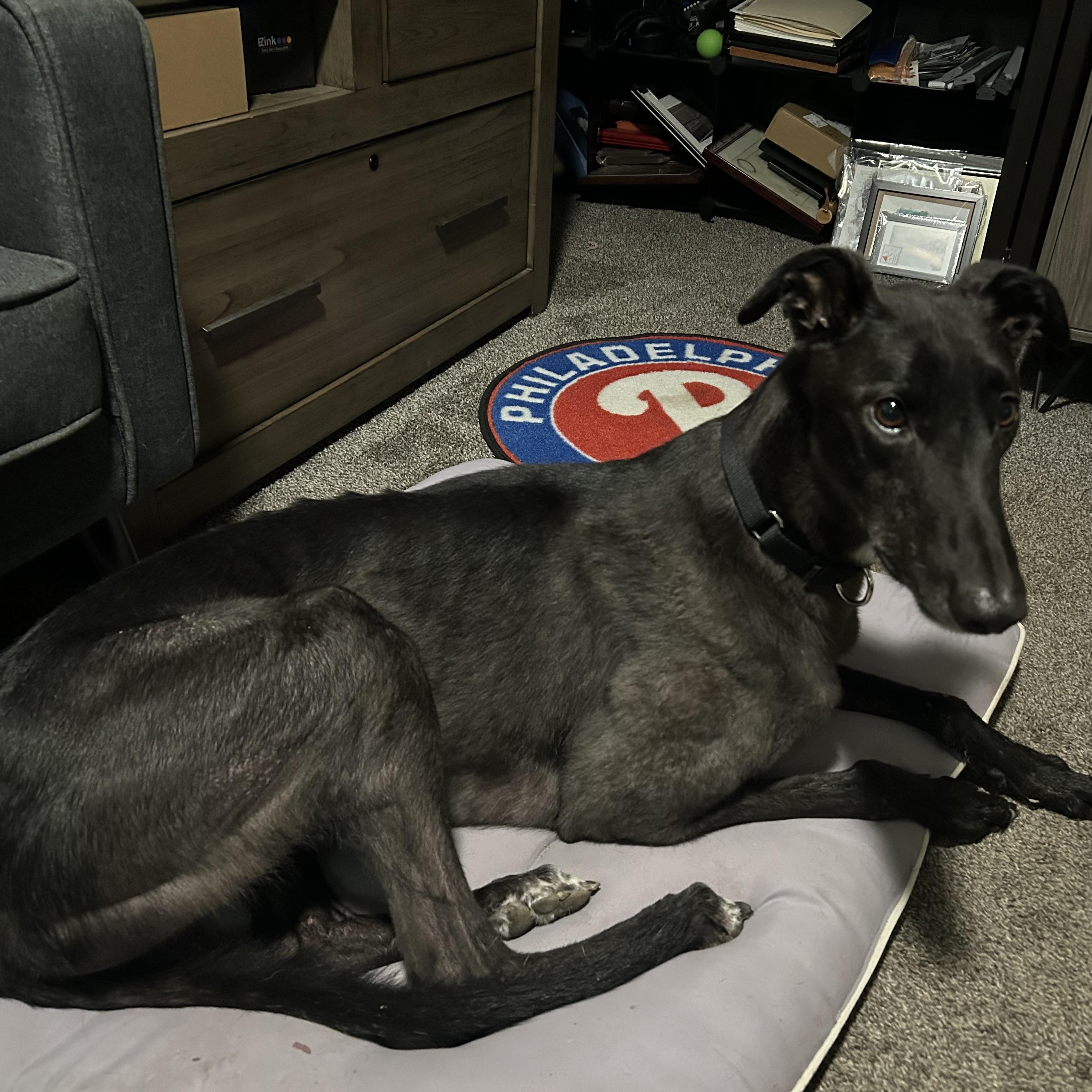 Enlarge Lummox, a Adoptable Greyhound in Hobart, IN image 4/6