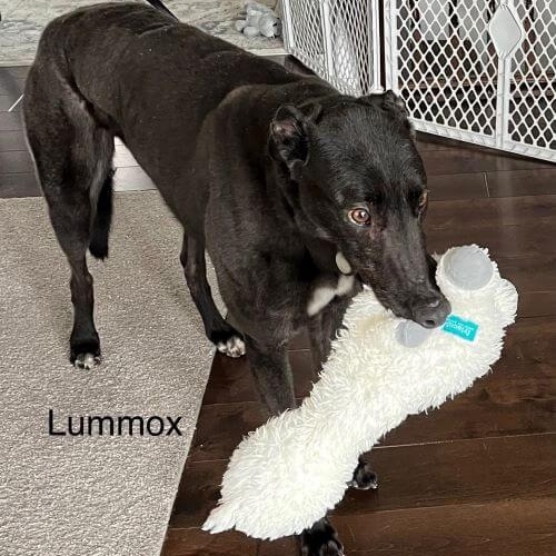 Enlarge Lummox, a Adoptable Greyhound in Hobart, IN image 6/6