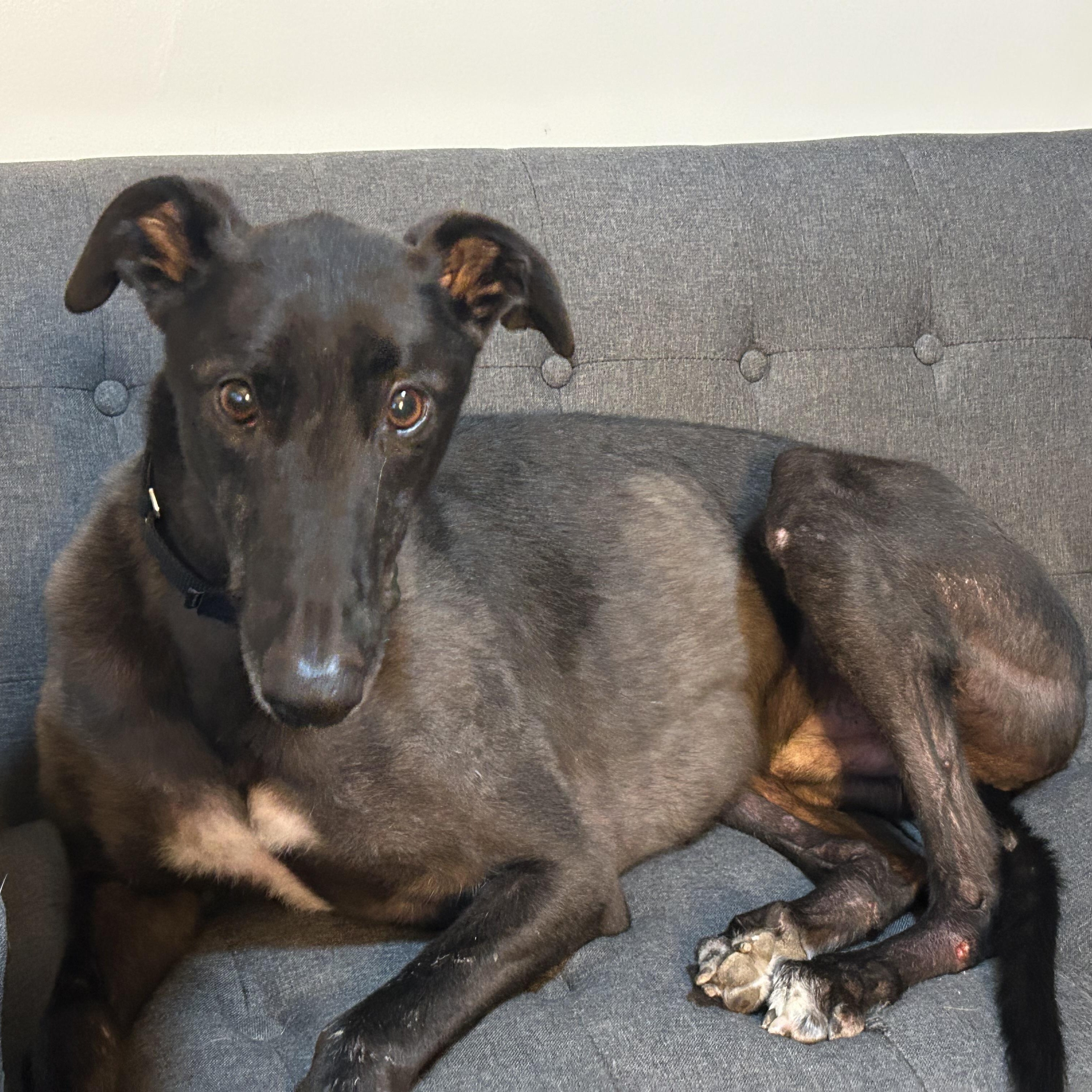 Enlarge Lummox, a Adoptable Greyhound in Hobart, IN image 1/6