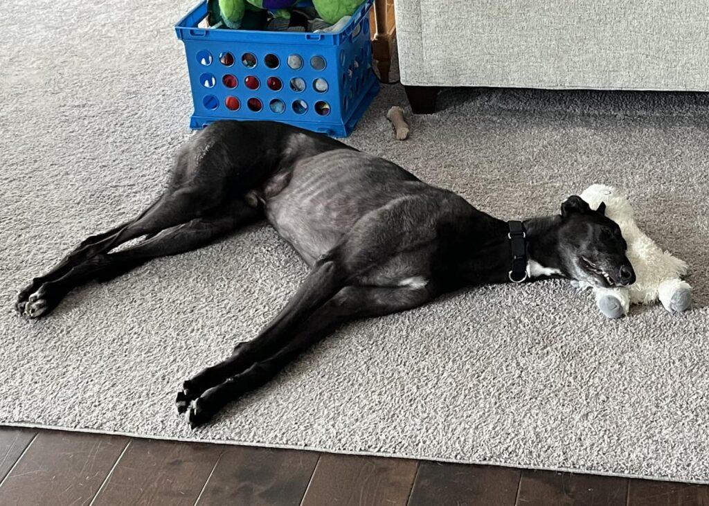 Enlarge Lummox, a Adoptable Greyhound in Hobart, IN image 3/6