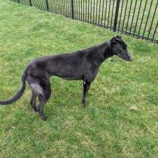 Enlarge Lummox, a Adoptable Greyhound in Hobart, IN image 5/6