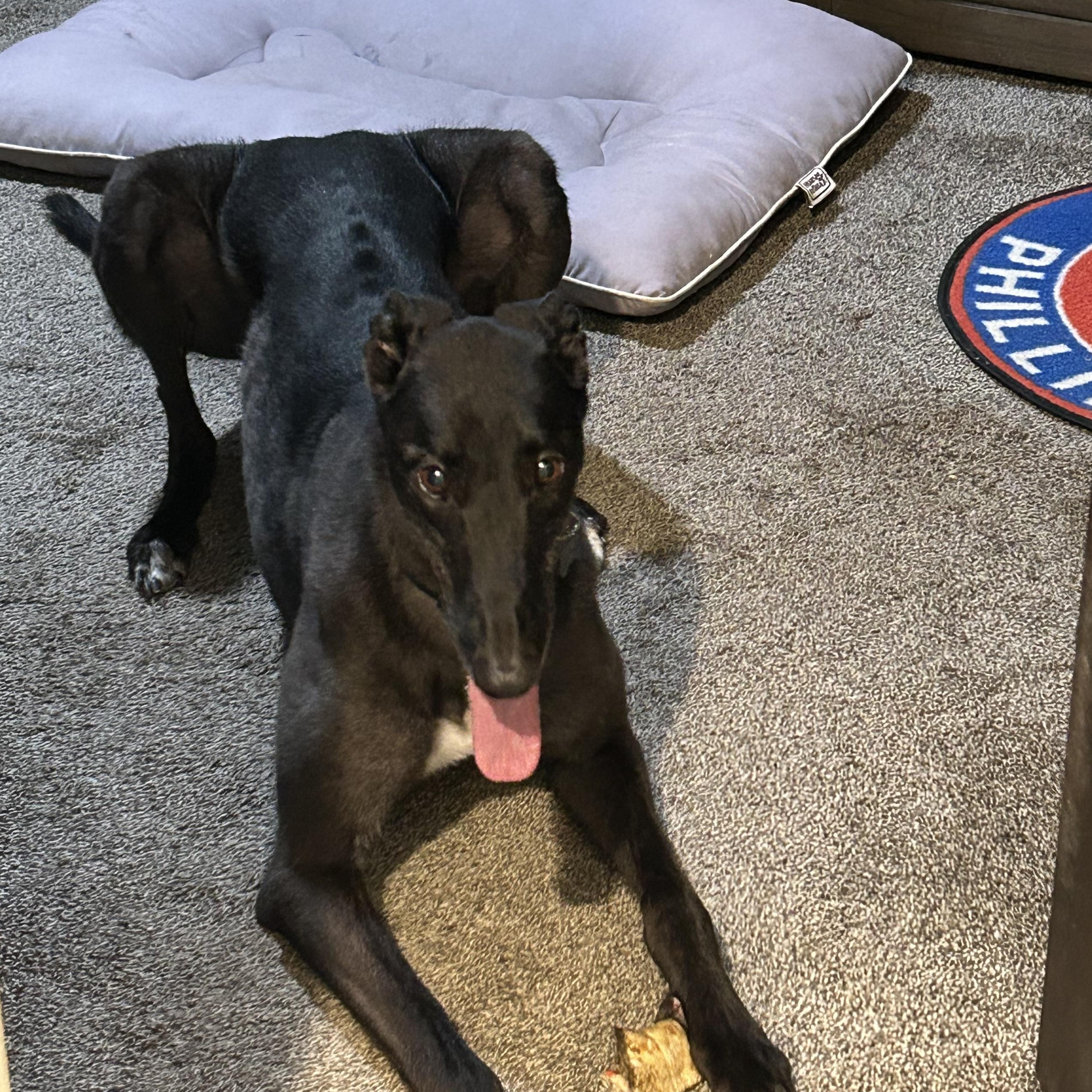 Enlarge Lummox, a Adoptable Greyhound in Hobart, IN image 2/6